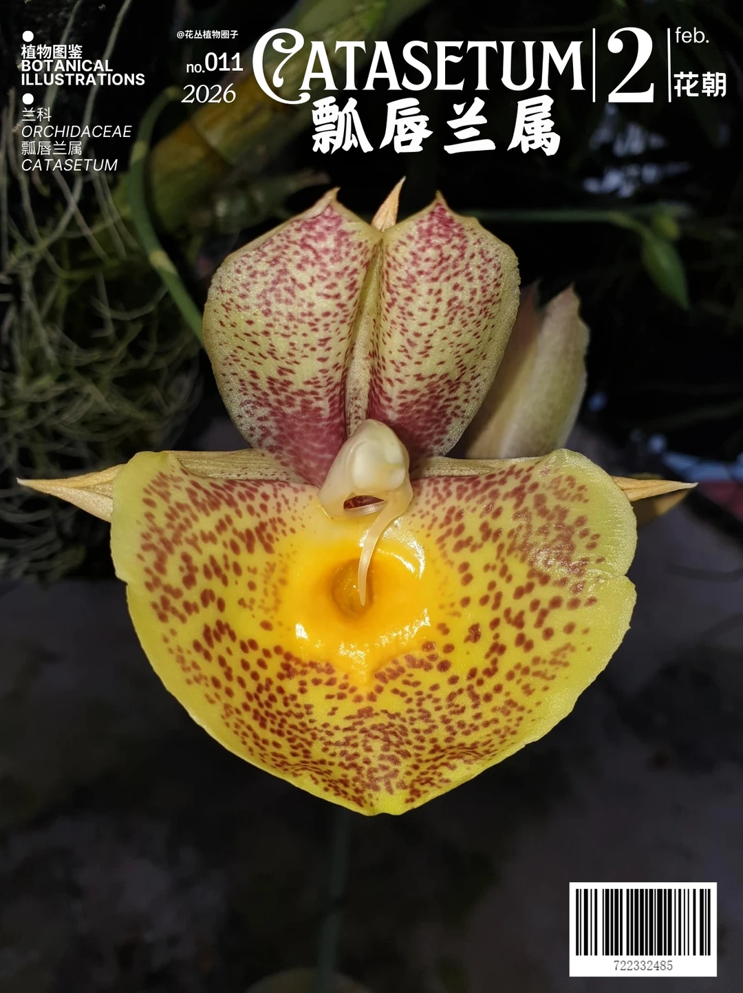 瓢唇兰属Catasetum