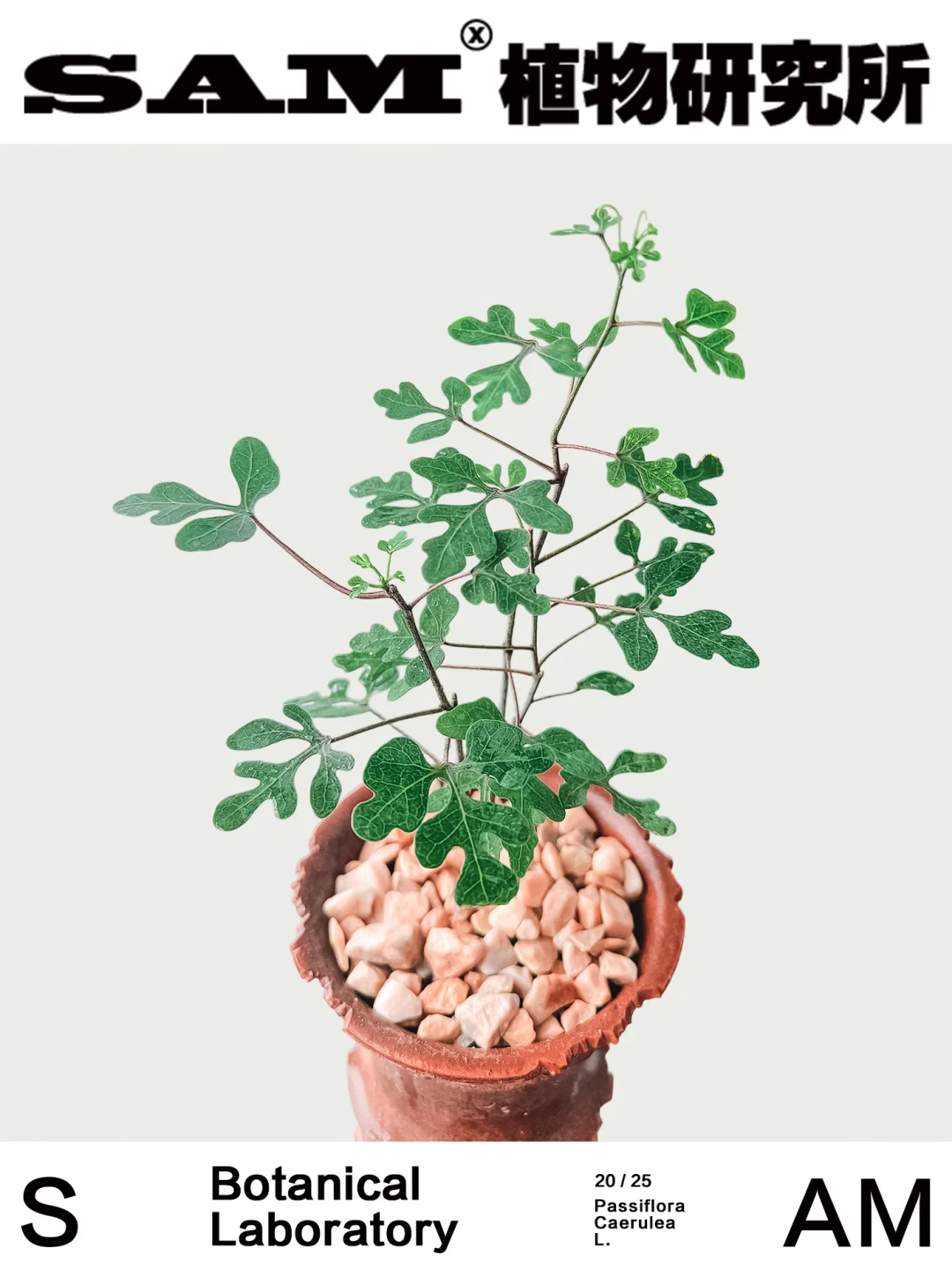 新种西番莲｜Adenia Sp.