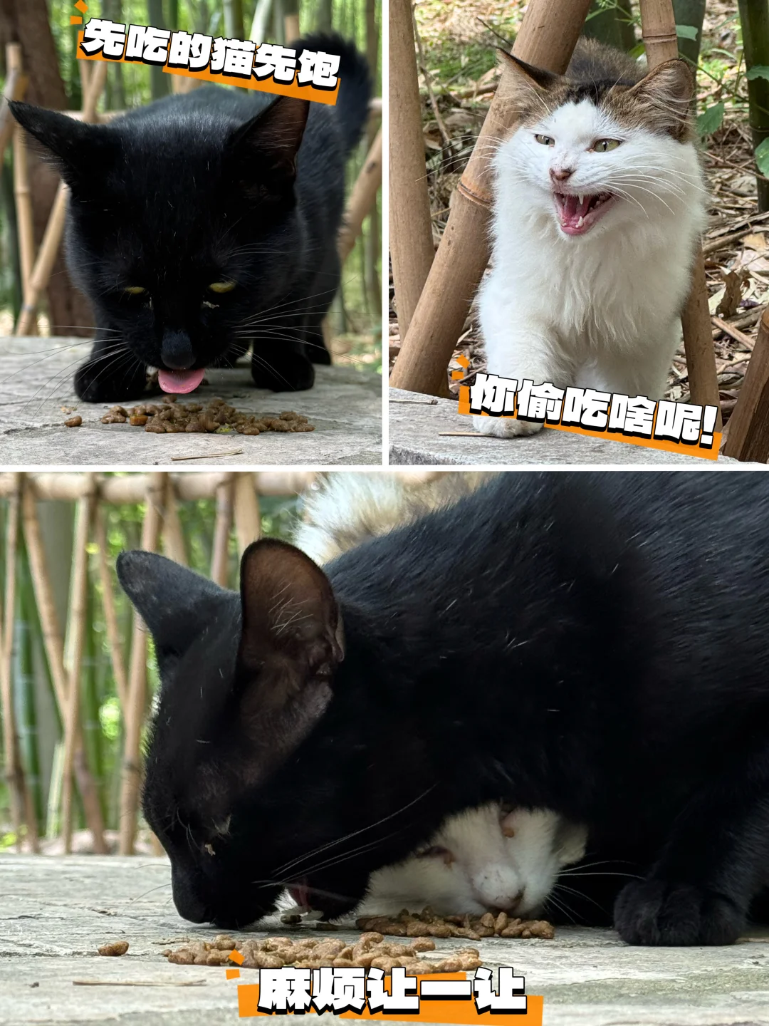 五岳寻猫最后一站：嵩山