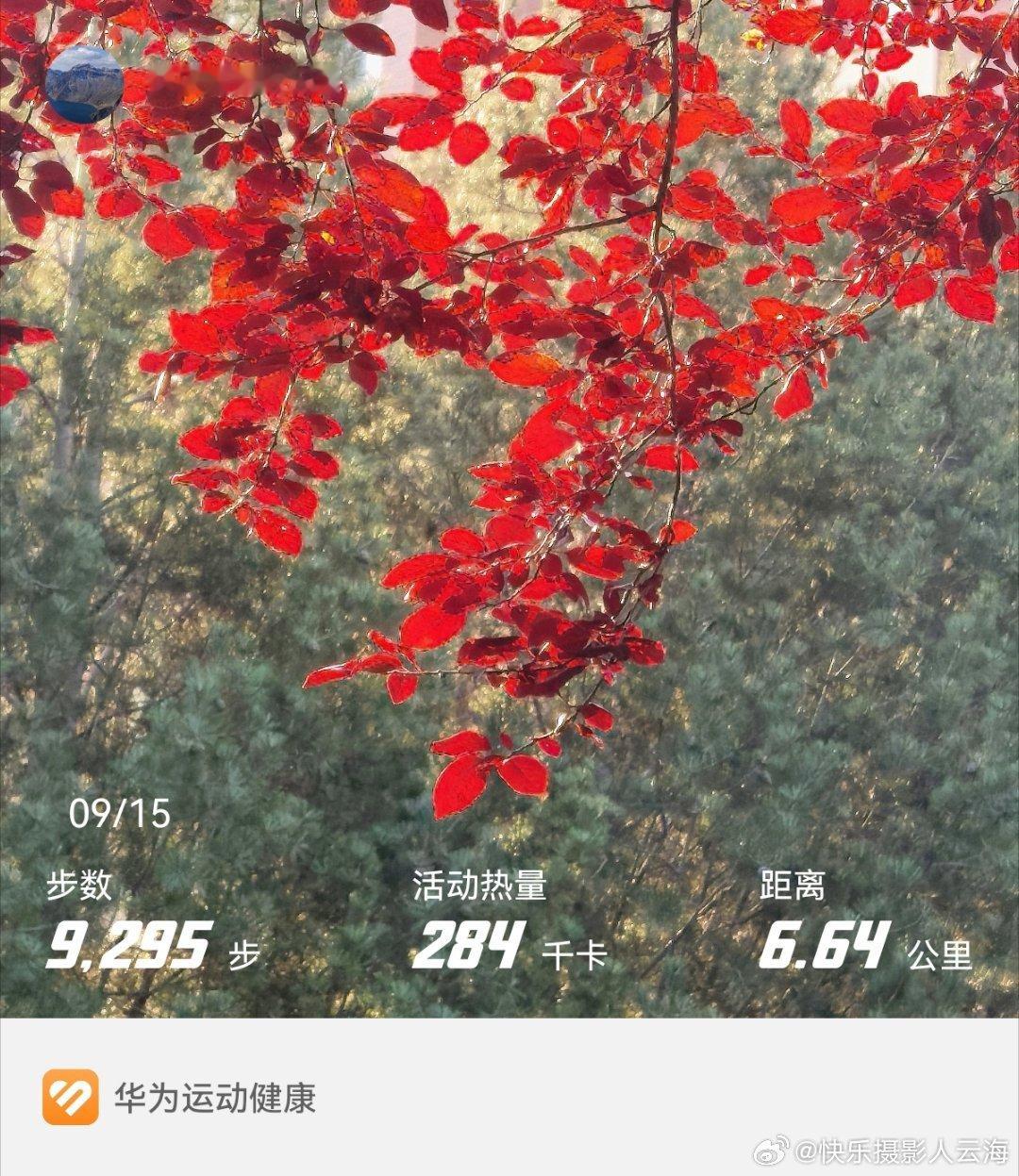 红叶[照相机]#华为运动健康##快乐摄影人[超话]#  ​