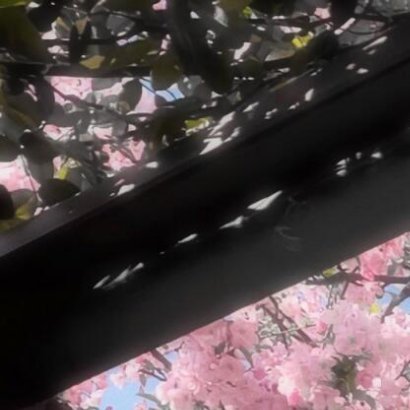 榴梿讨论（学名：Durio zibethinus L.）是锦葵科榴梿属...