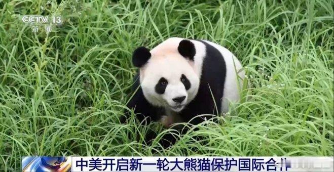 《视频丨“平平”“福双”将赴美 中美开启新一轮大熊猫保护国际合作》点击查看更多 ​