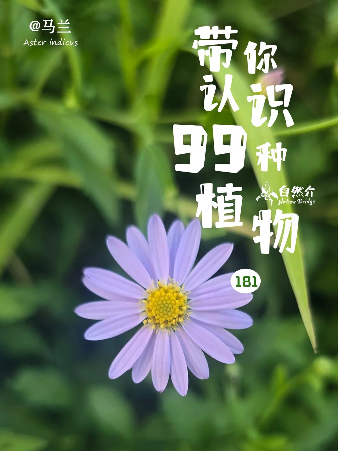 带你认识99种植物–马兰