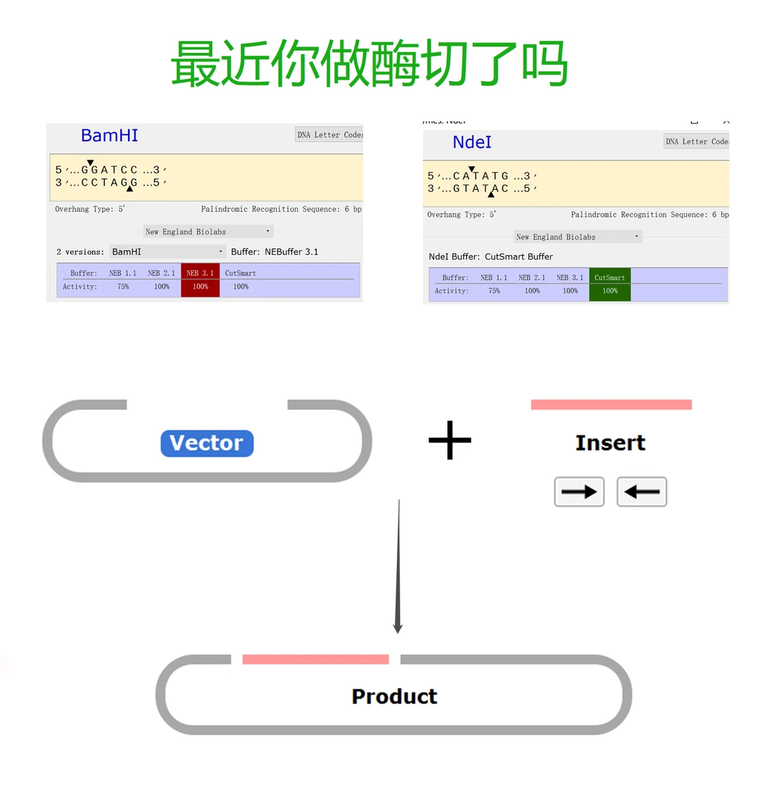 最近，你做酶切了吗？