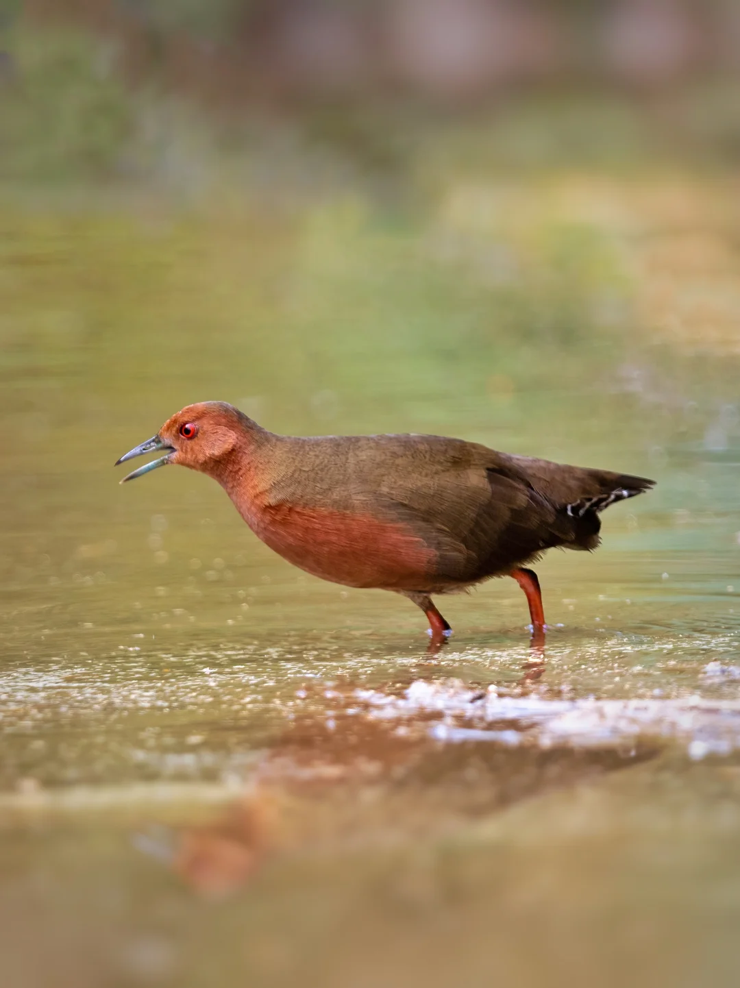 红胸田鸡的颜色就是正啊！