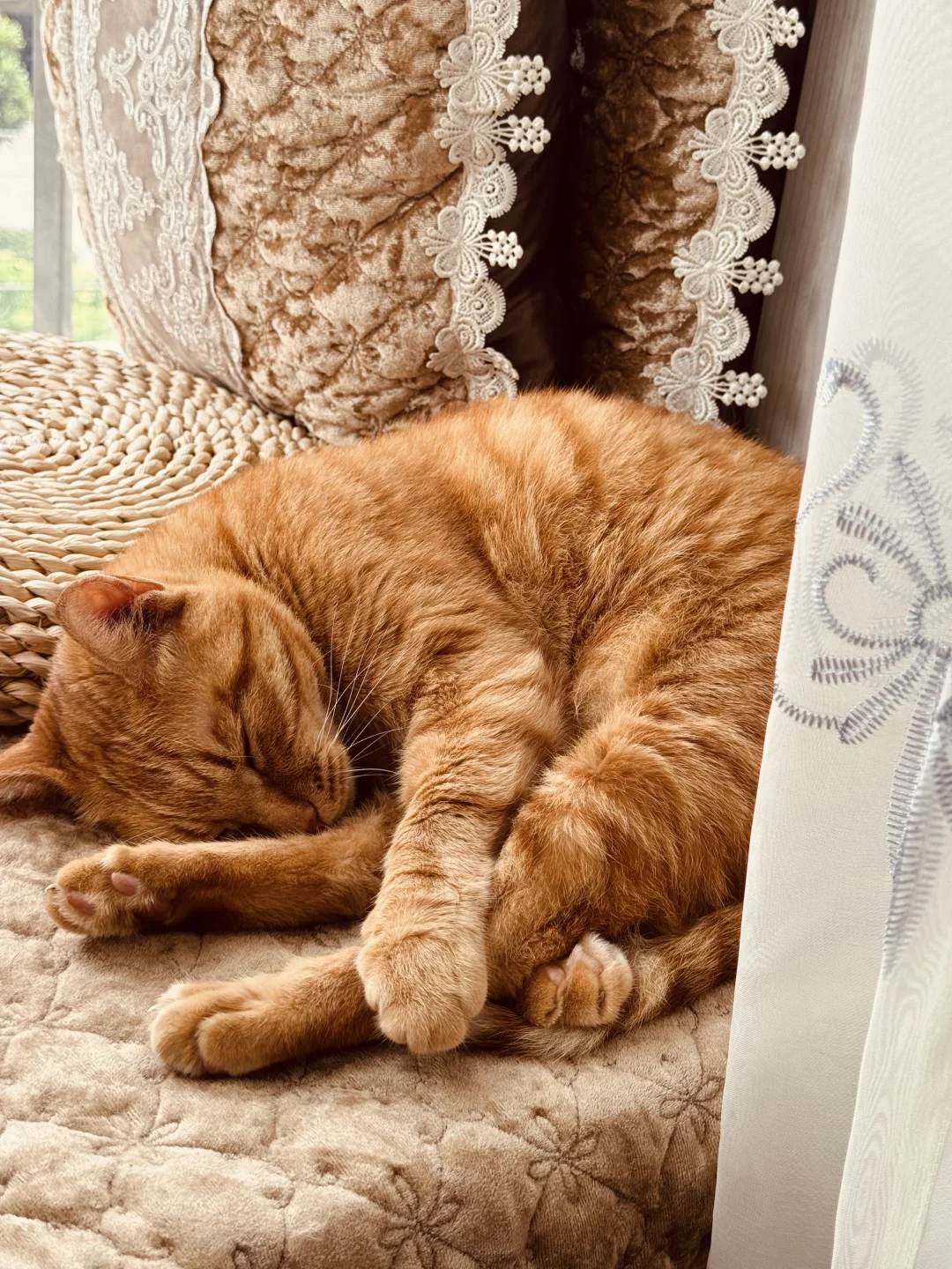 可以看看你们家的大橘🐱吗