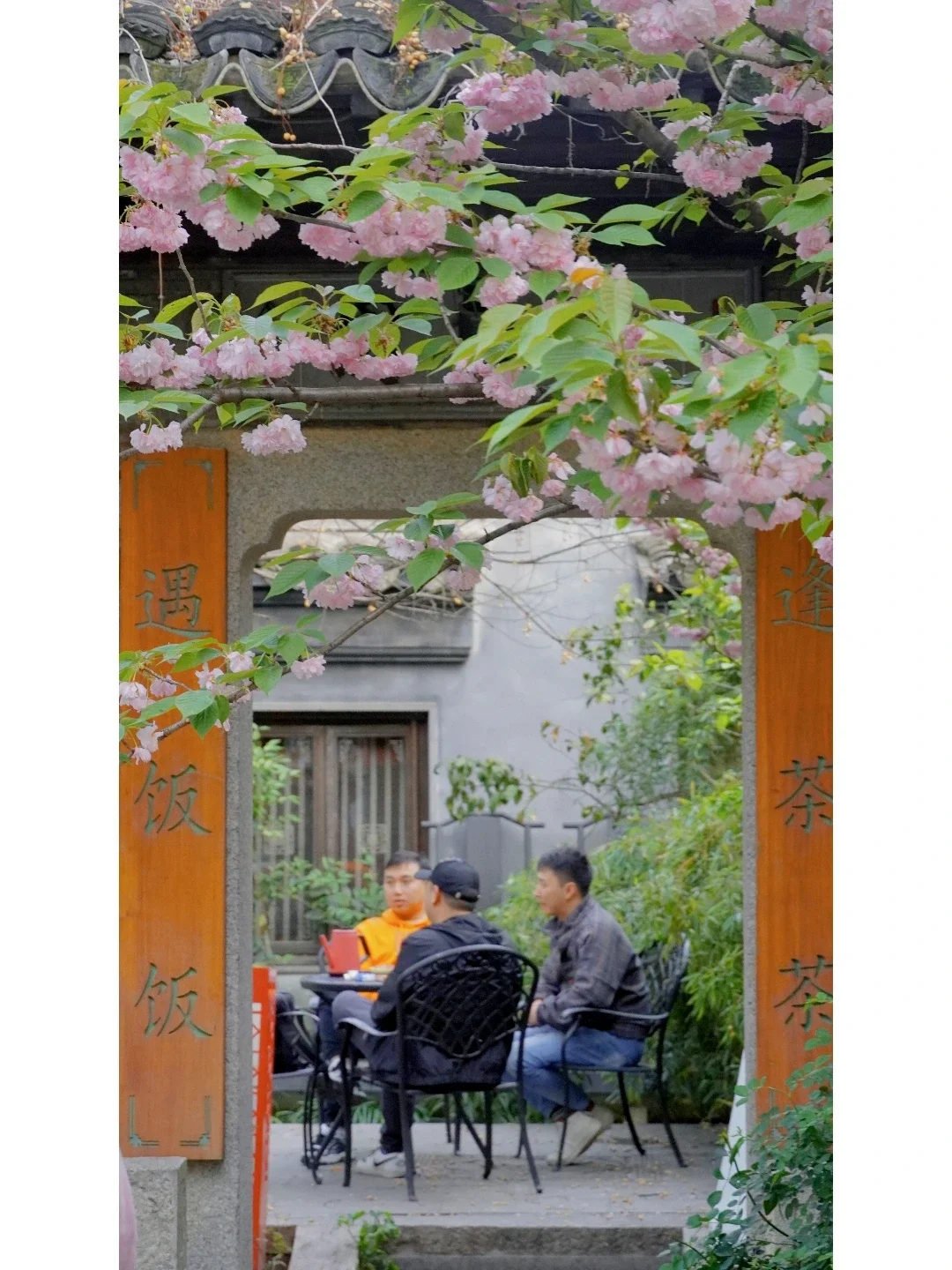 苏州·平江路 | 翰尔园晚樱下的🐱