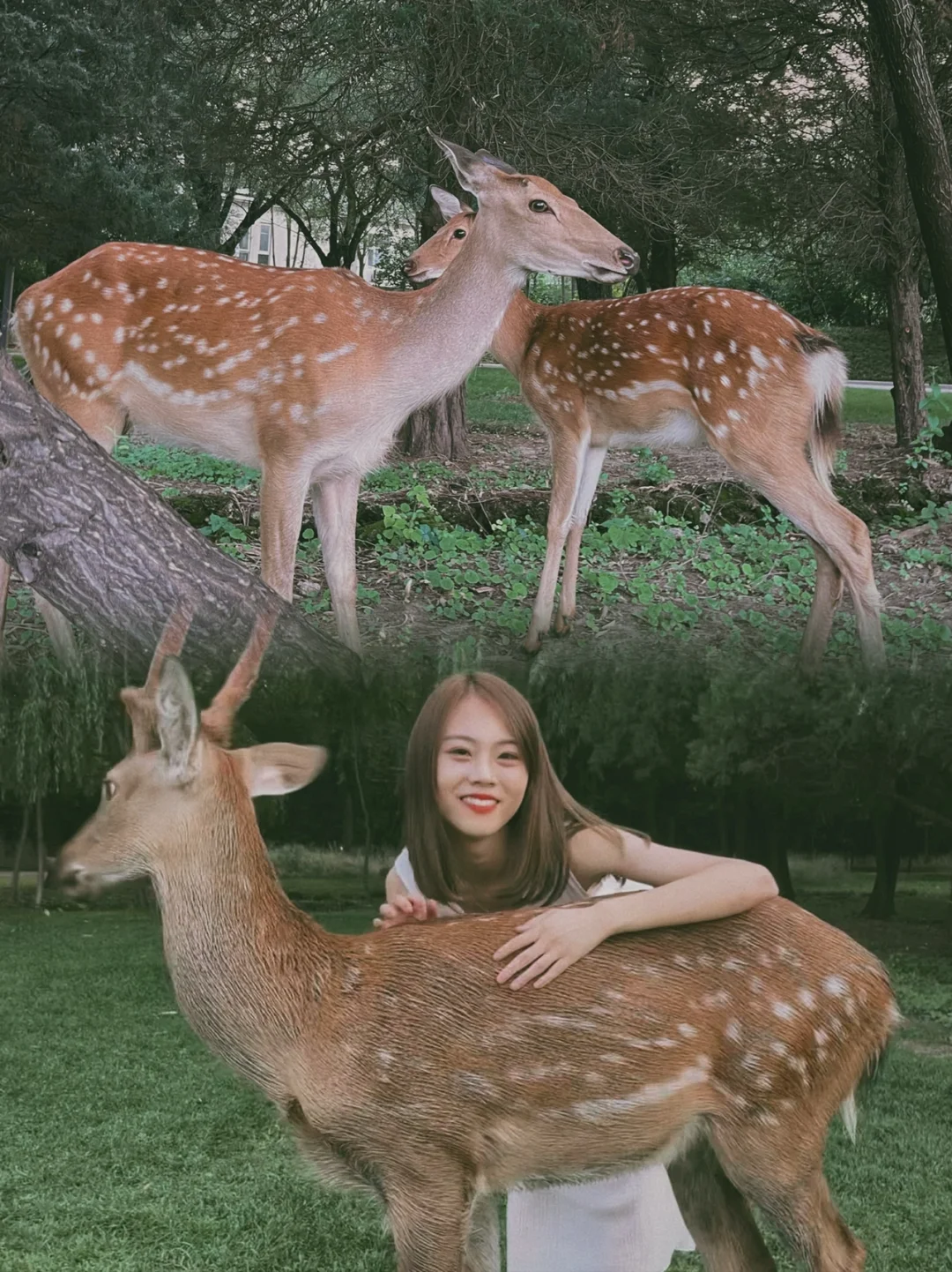北京小奈良‼️小鹿写真‼️满足出国度假幻想
