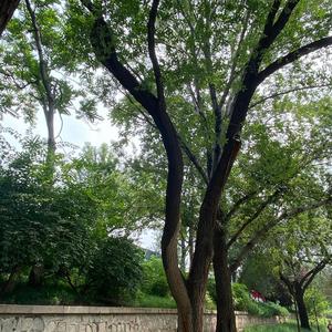 财心如止水身似泥鳅