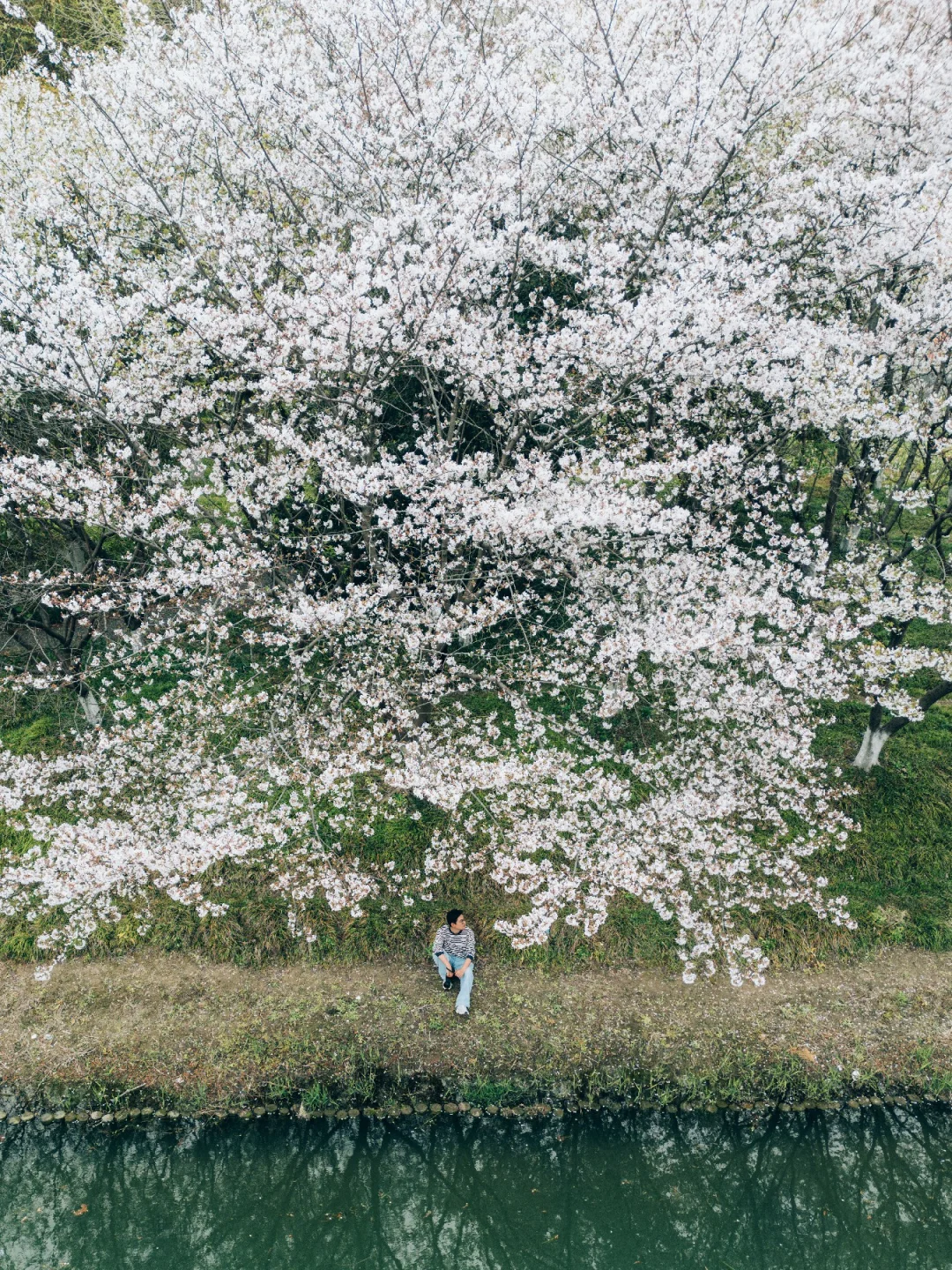 昆山樱花炸场🌸全城进入盛放期！隐藏机位