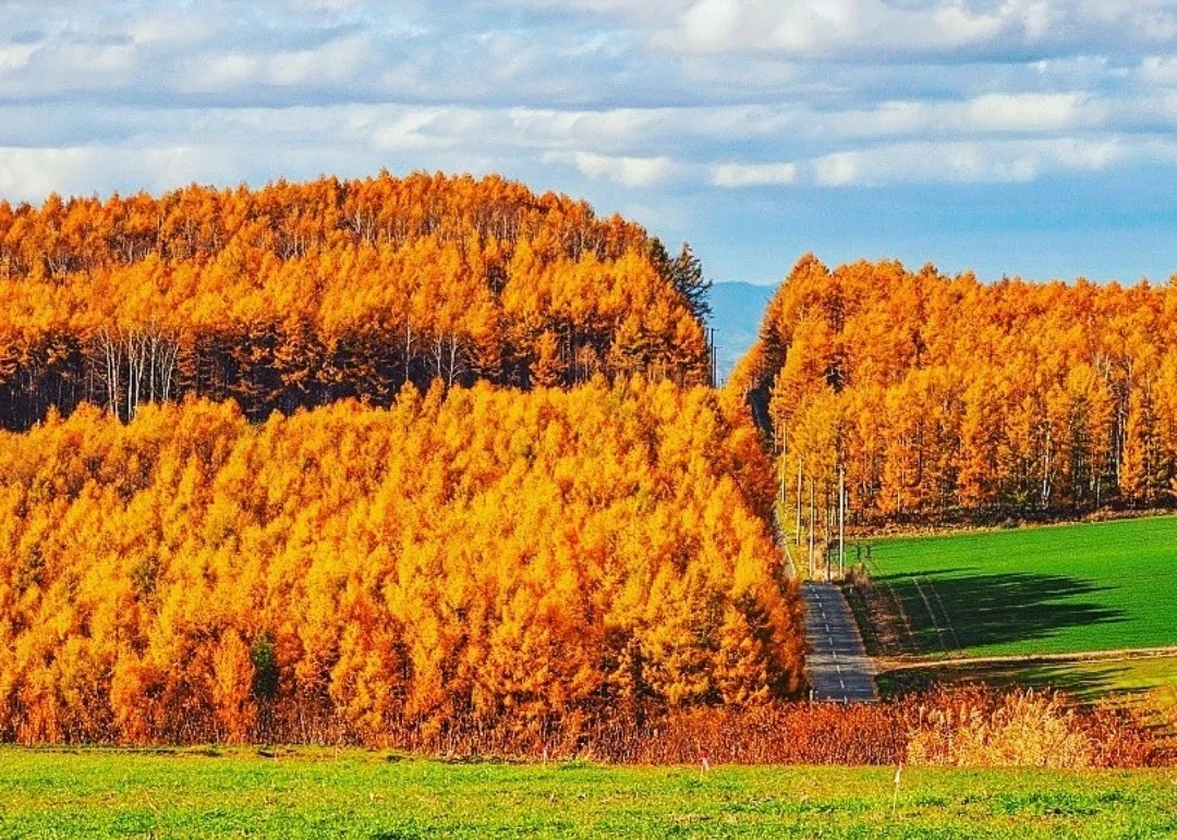 日本北海道|还记不记得这条路这片风景？