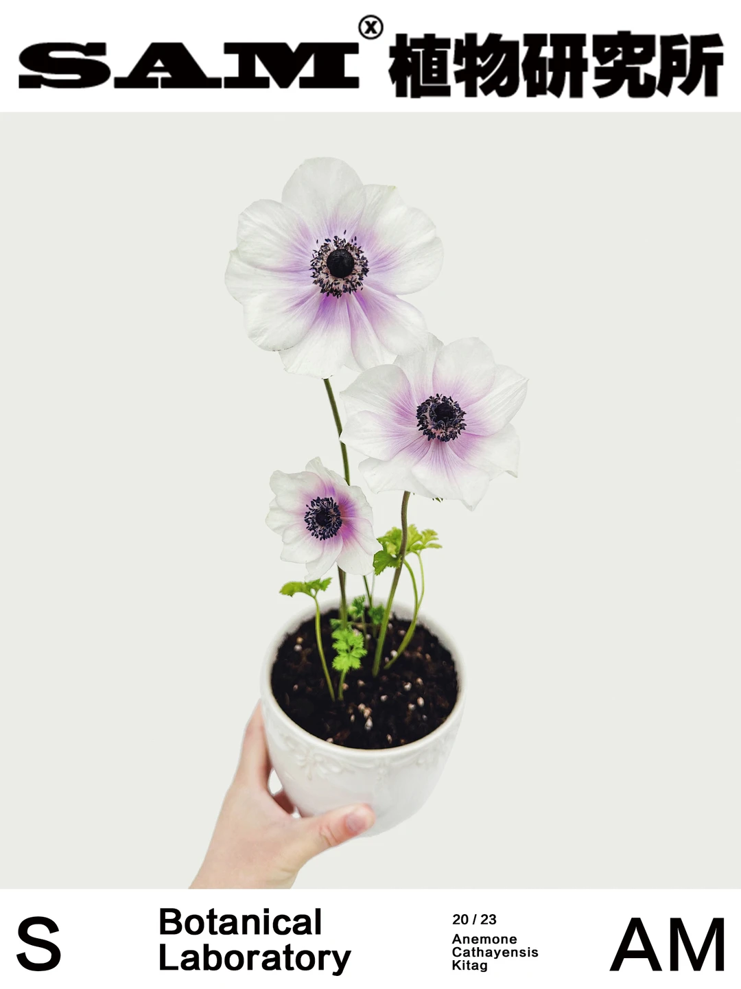 银莲花｜Anemone Cathayensis Kitag