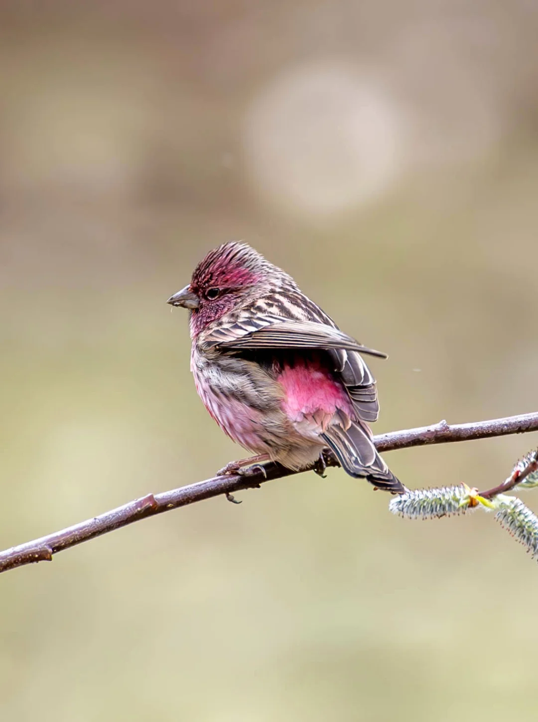 曙红朱雀亮出草莓屁屁给我看