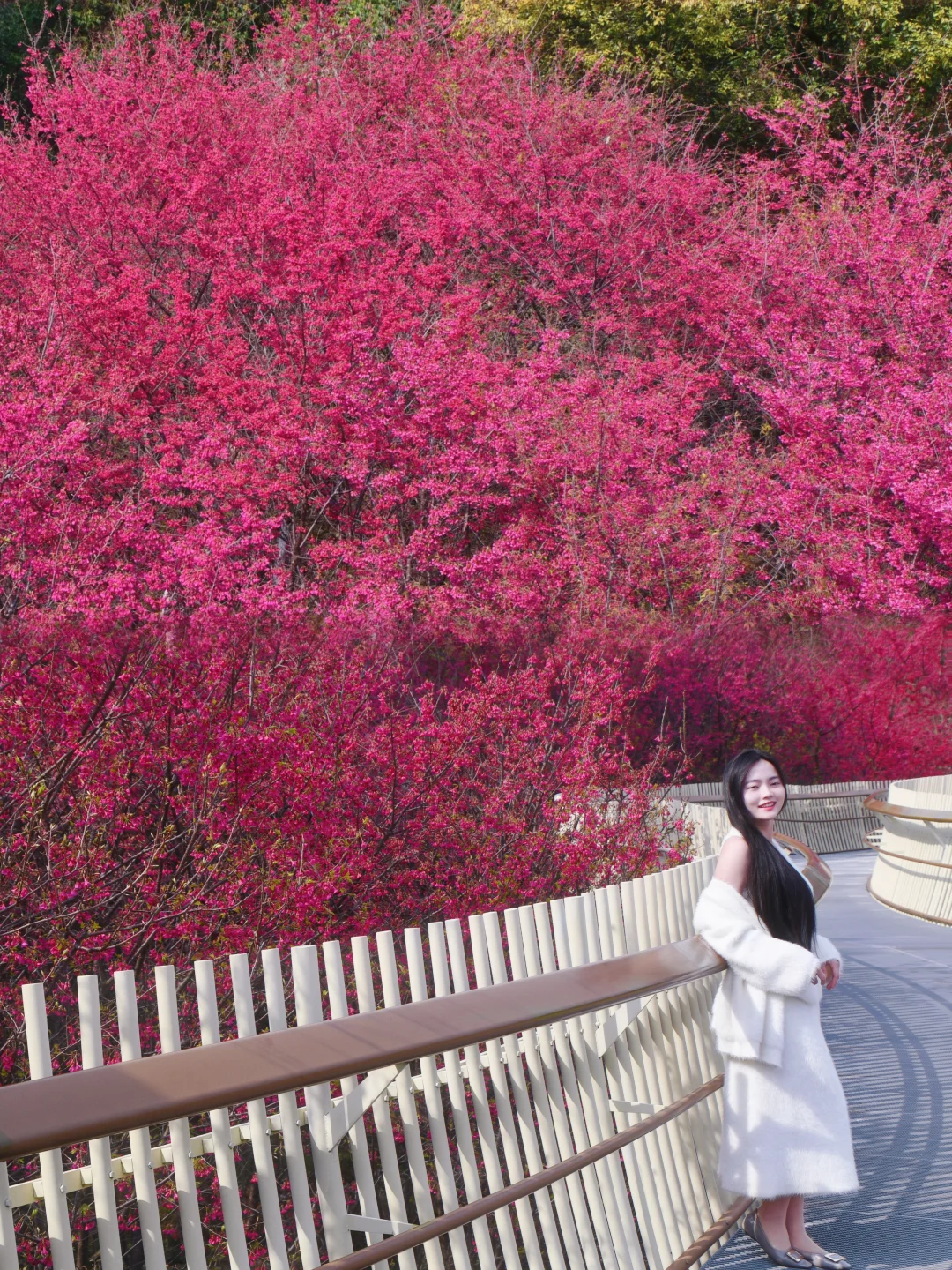 2.23实拍，南昌的樱花已经盛开啦！