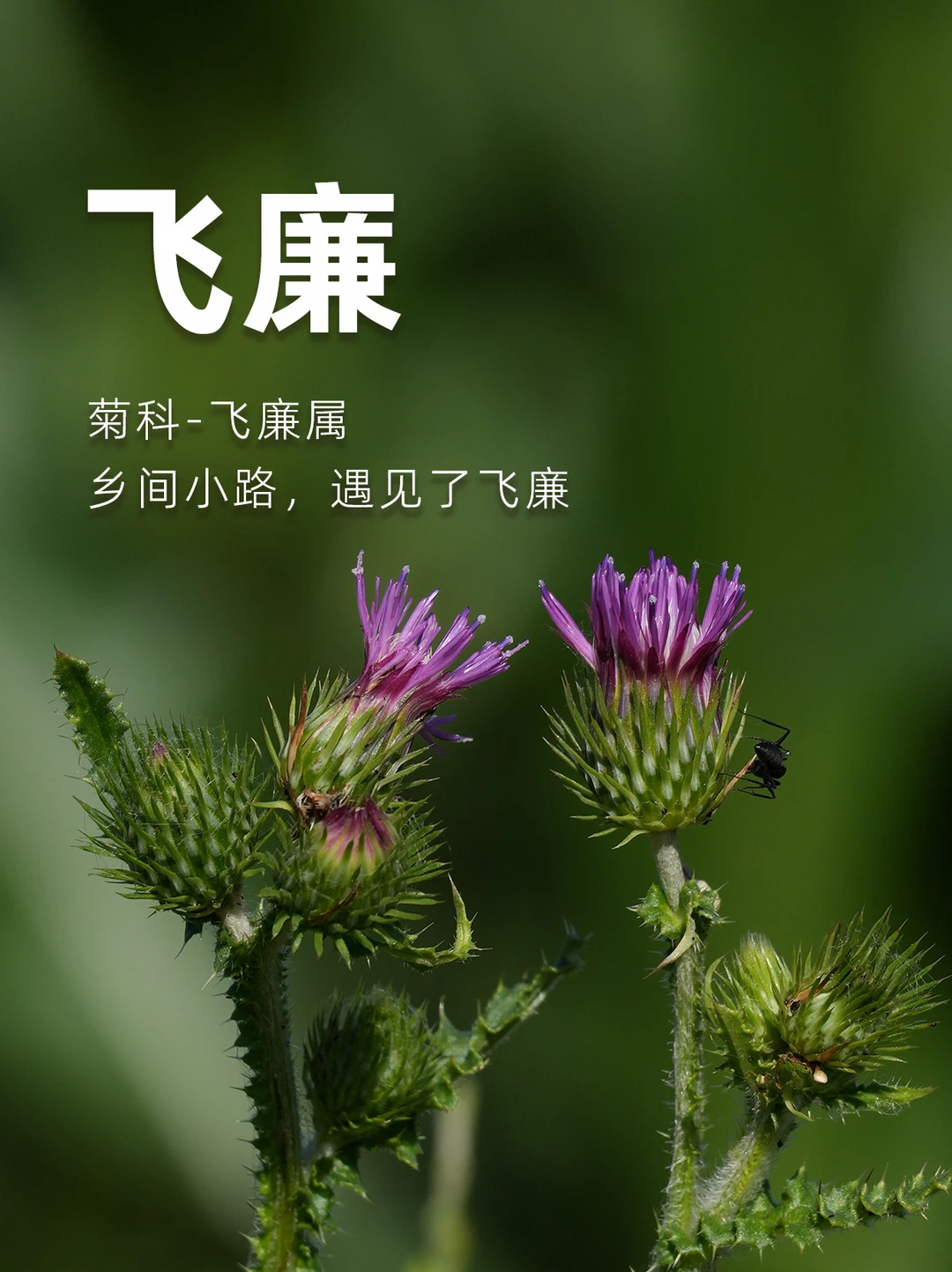 路边飞廉：一株草、一个神、一段三千年历史