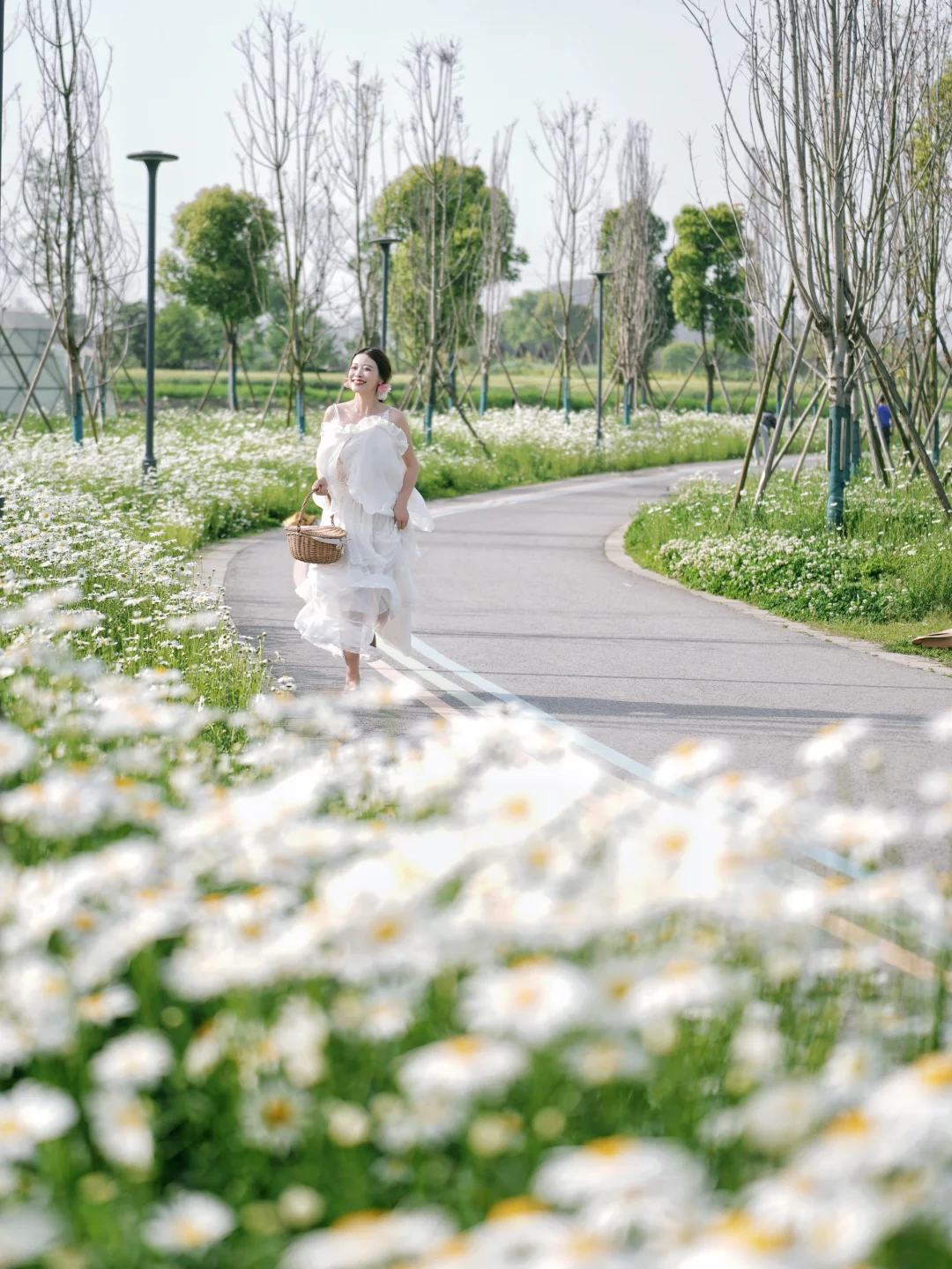 4.15实拍‼️小雏菊的季节来了~无人巨出片🌼