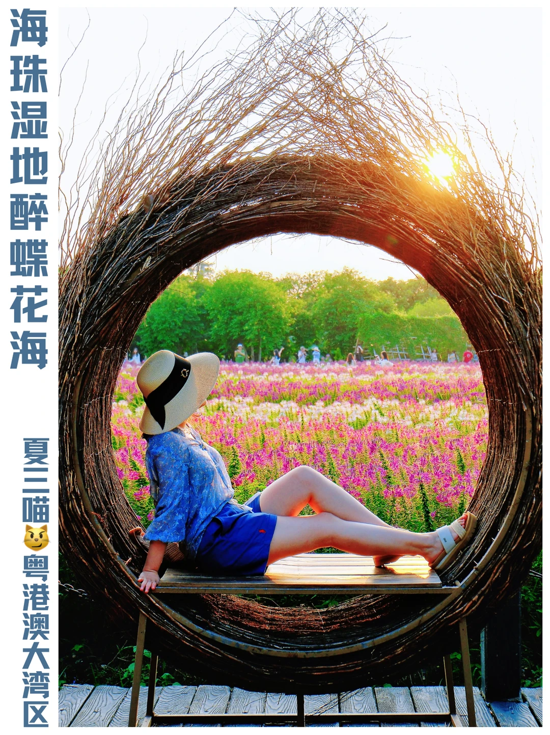 海珠湿地10.17醉蝶花海｜富士XM5👍拍人