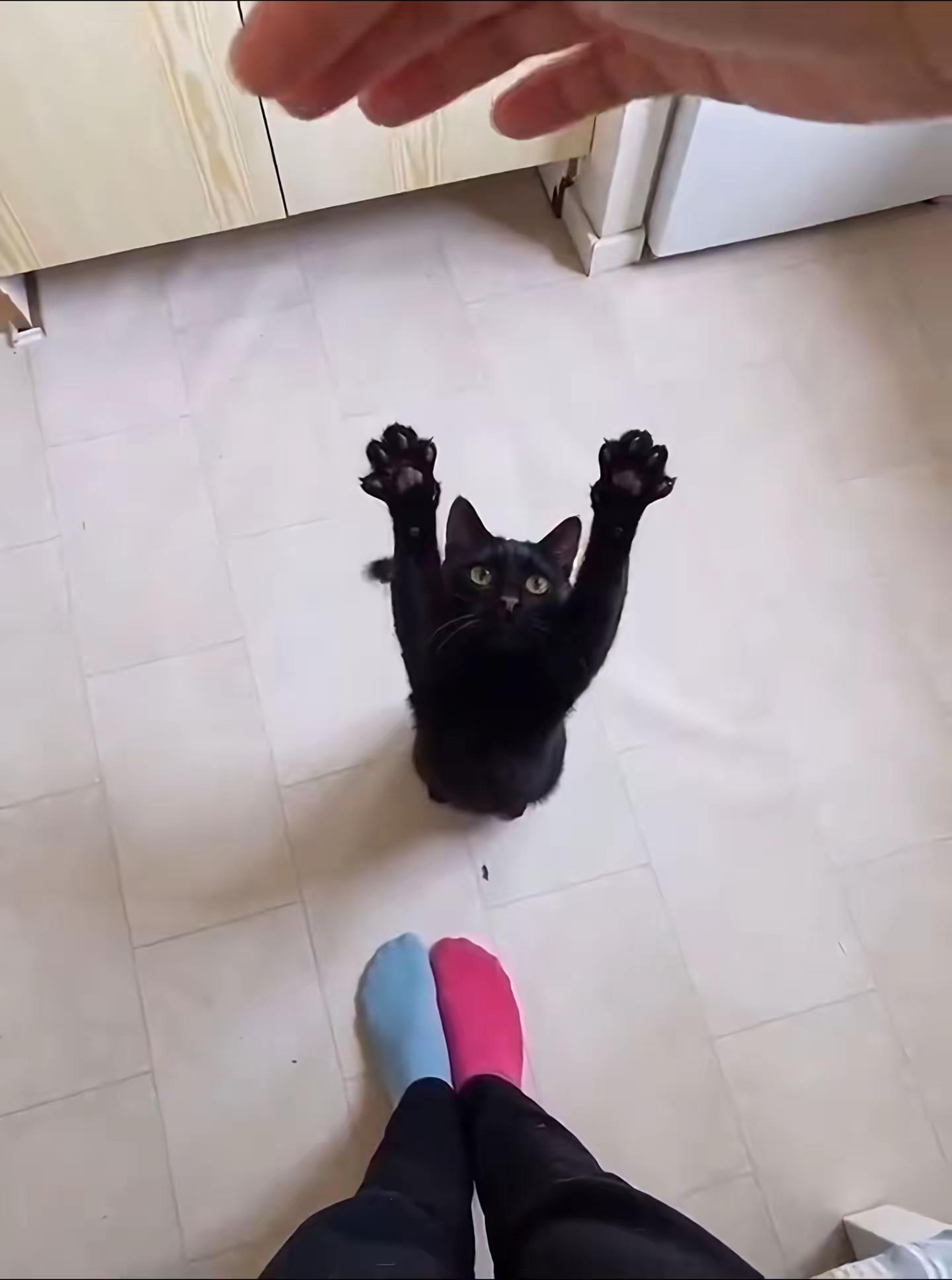 每天下班回家后，猫咪都这样迎接我猫咪是生活的解药