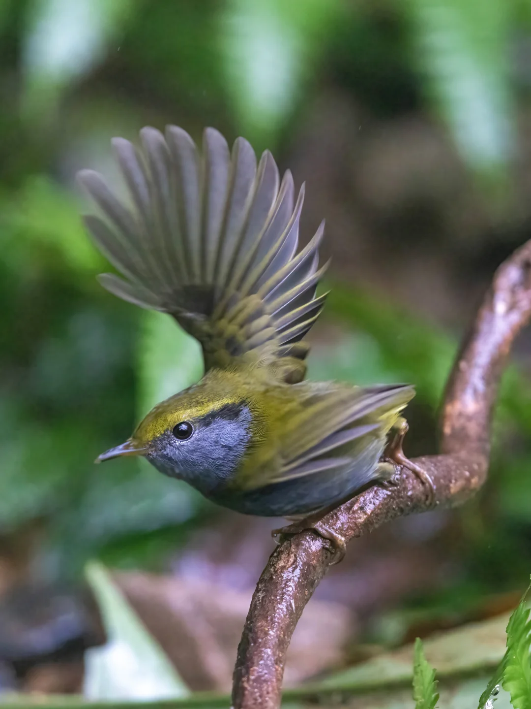 我抓拍到了灰腹地莺的花式展翅！