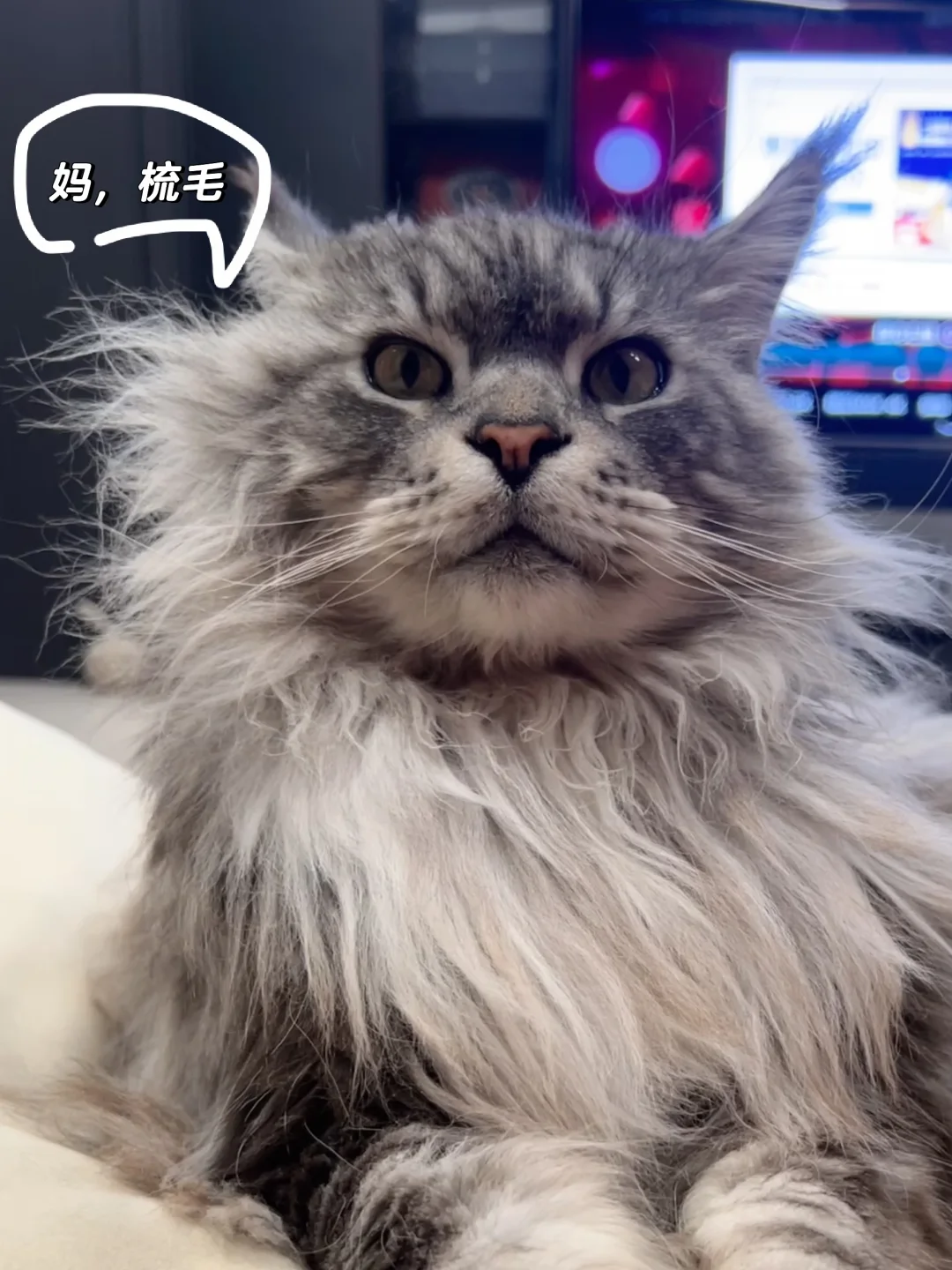 往眼前一坐就要梳毛