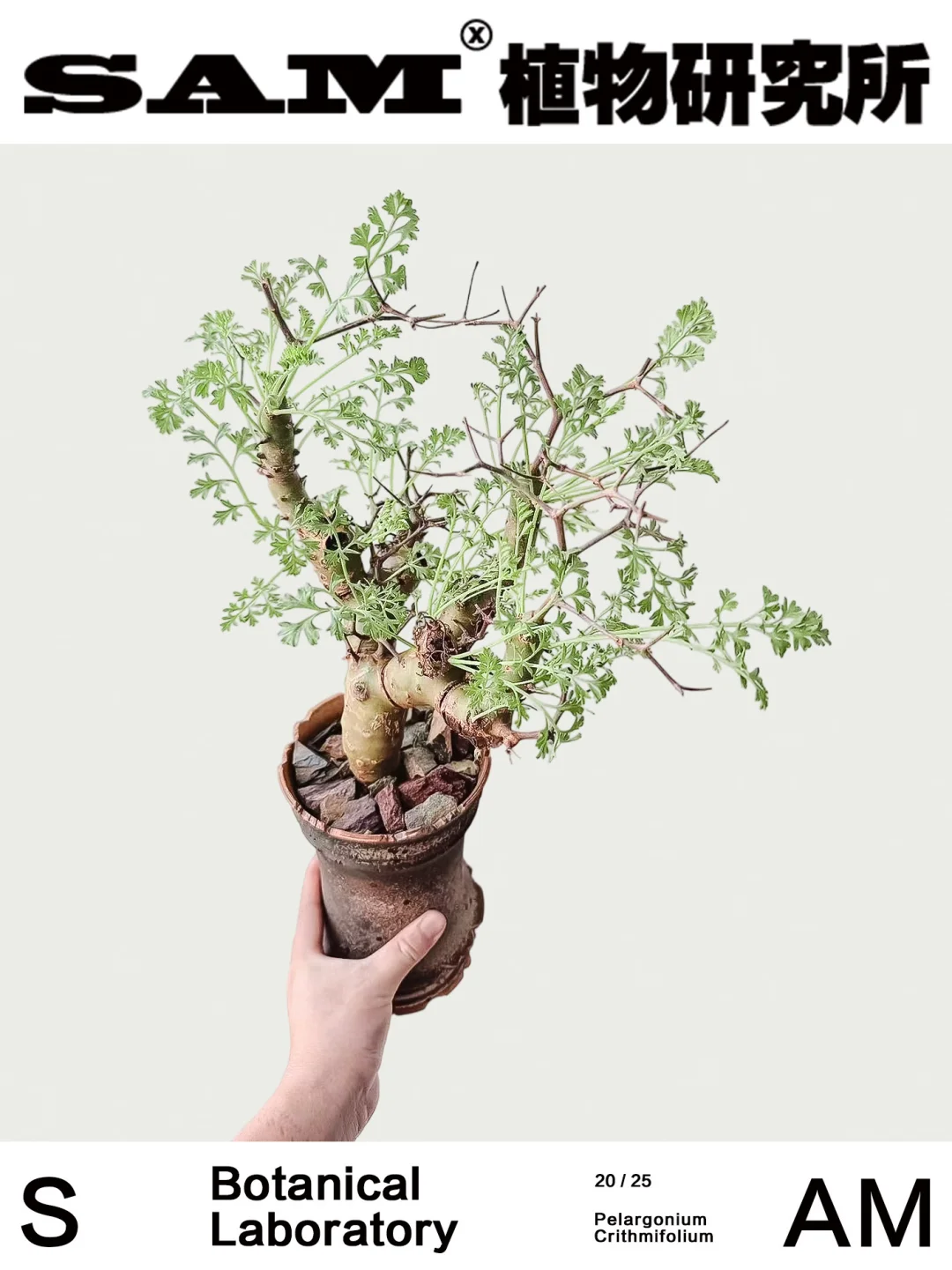 香水洋葵｜Pelargonium Crithmifolium