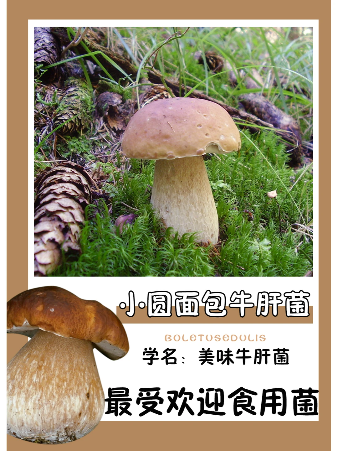 云南人最爱的野生菌之一