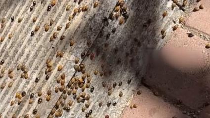 花大姐出征小咬慌！东北网友喊话：给长春分点“生物援军”

入秋以来，长春等地“小咬”（实为有翅蚜虫）漫天飞舞，糊脸钻鼻惹得市民苦不堪言。就在大家盼着“救兵”时，有网友发现黑龙江已出现大量“花大姐”（七星瓢虫），纷纷喊话给长春“空投援军”。
其实，“花大姐”本就是蚜虫的天敌，一只成虫一天能吃上百只蚜虫