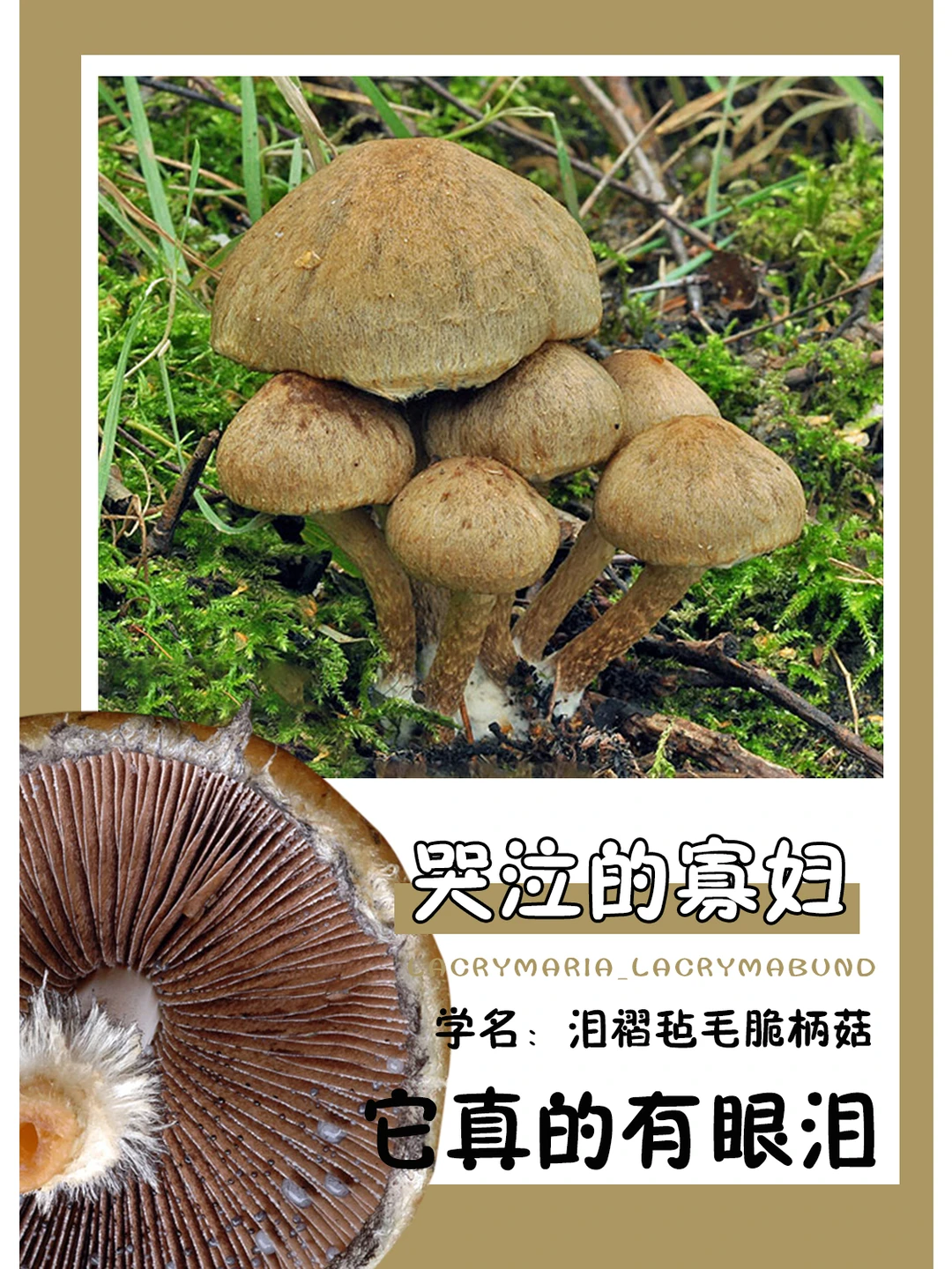 不管你哭不哭，我都要吃