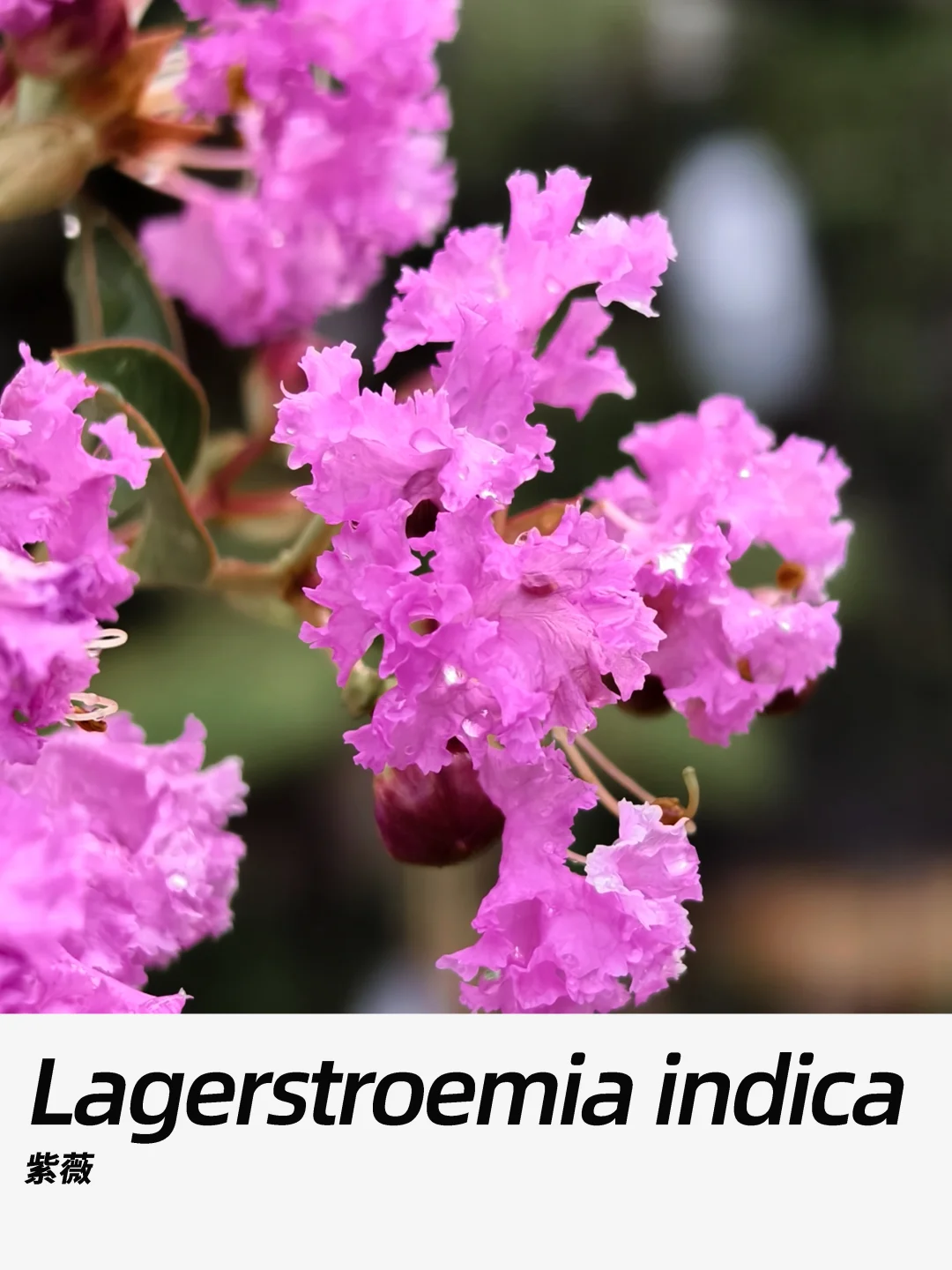 带你每天认识一种花材435｜紫薇