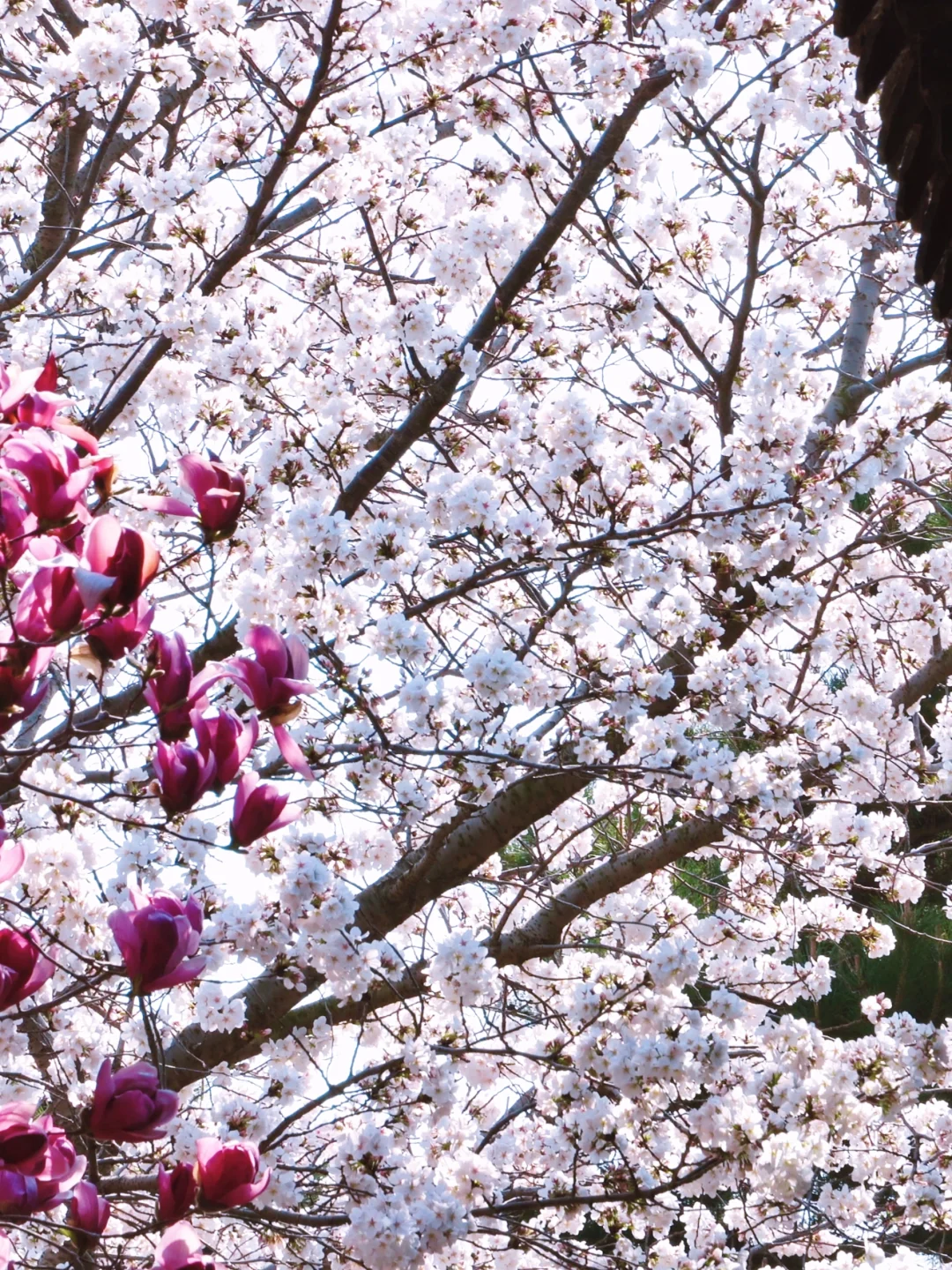 一日看尽长安花/春江水暖鸭先知，具像化了