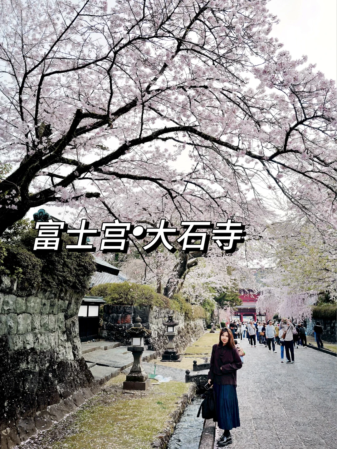 日本🇯🇵小众赏樱天花板｜富士宫大石寺