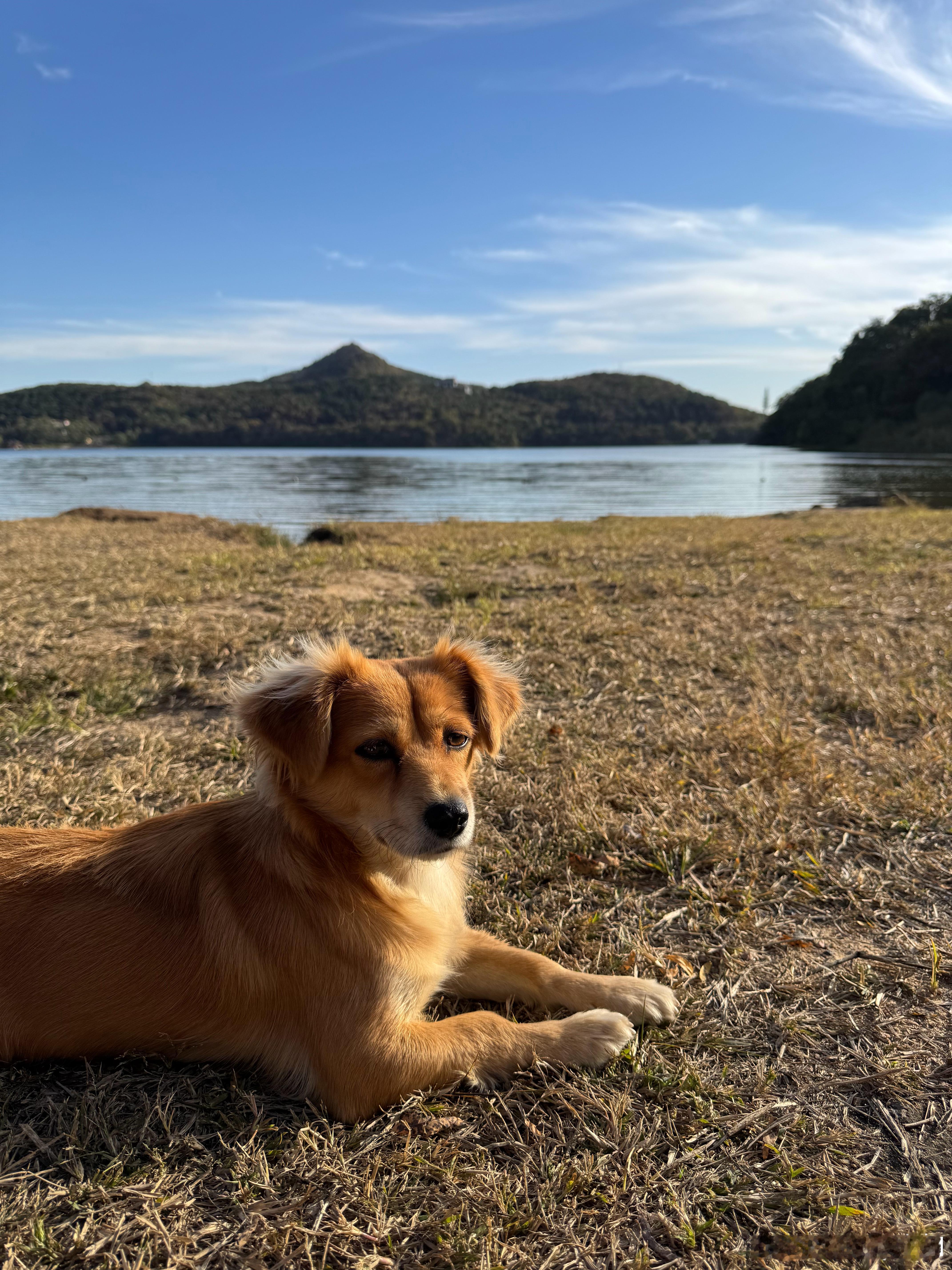 诶嘿嘿 好山好水好风景 今天偶遇一只小黄狗🐶 ​​​