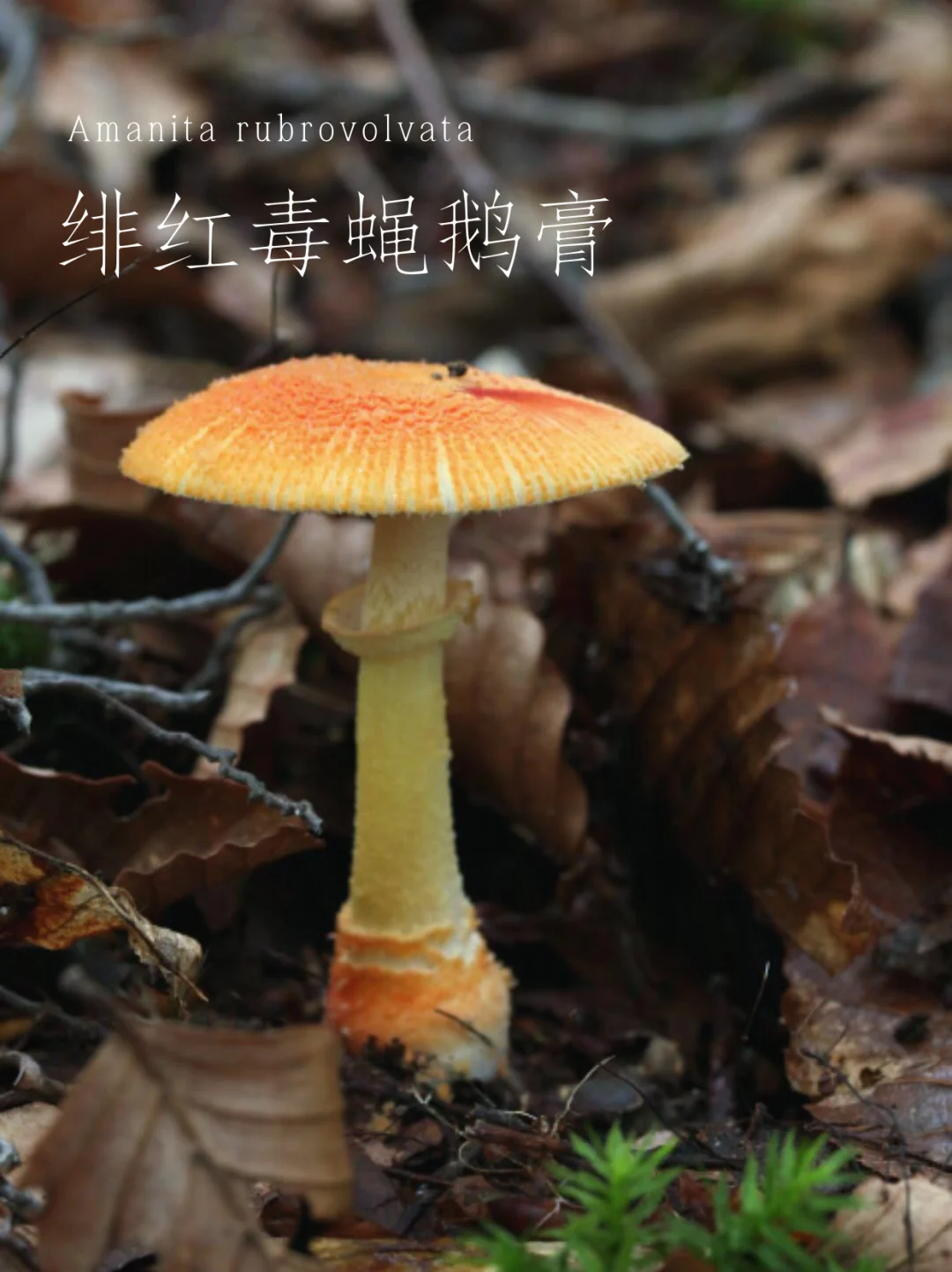 绯红毒蝇鹅膏，被称为“美丽的杀手”