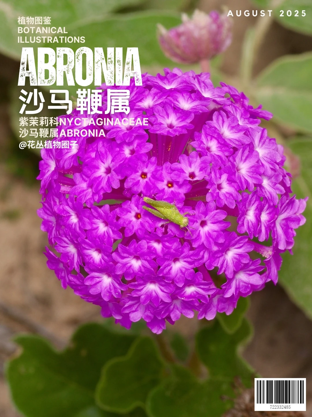 沙马鞭属Abronia