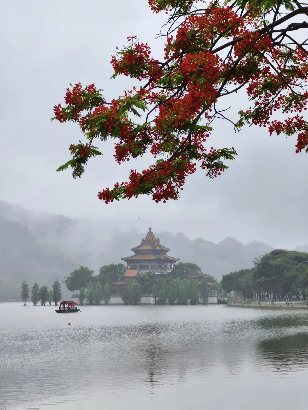 雨中的顺峰山公园，一树树凤凰红​格外惹眼