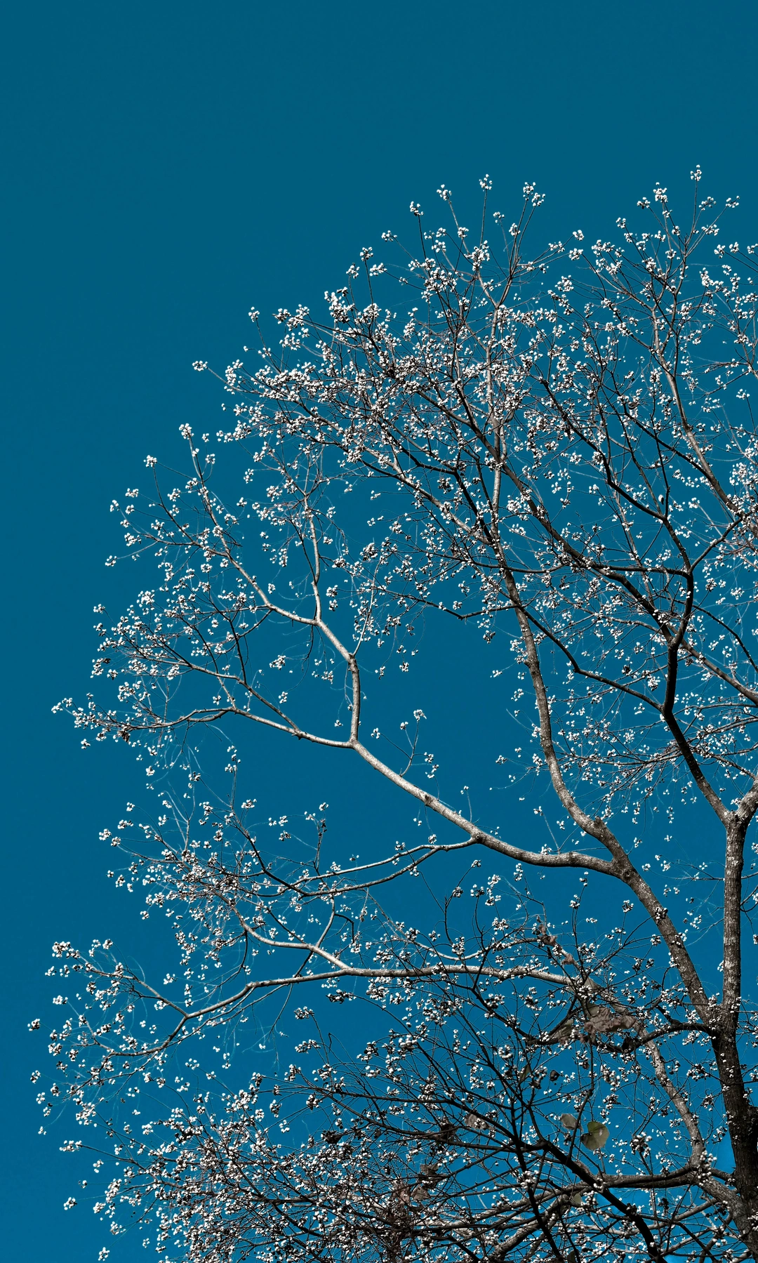 神奇的乌桕果 | 塔川赏秋的意外收获