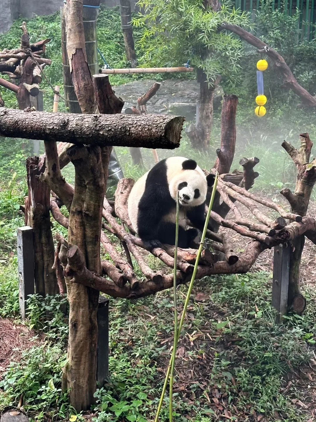 大家能猜得出来这是哪个大熊猫吗？