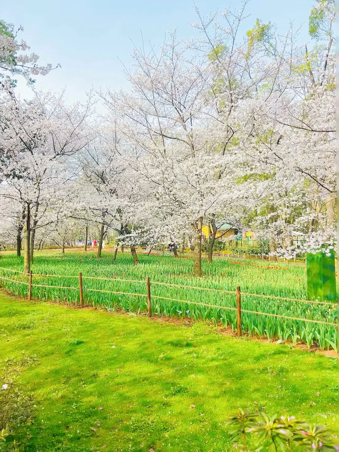 2025樱花，武汉市内赏樱花🌸全路线（live图