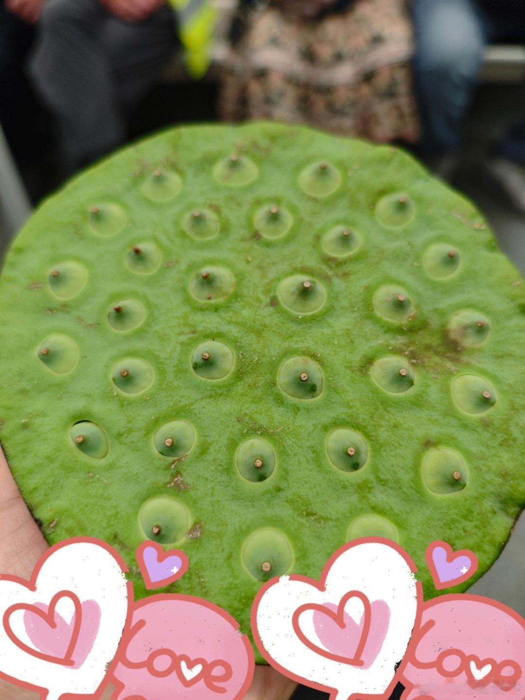 有孩子就有牵挂
上班的地铁上遇到卖莲蓬的
10元3个
正好买给娃当做今天的礼物
开心😄

#四十多岁女丁克想生孩子#四十岁女丁克只是当前的状态，现在科技发达，想生孩子就去想办法，挺好的 ​