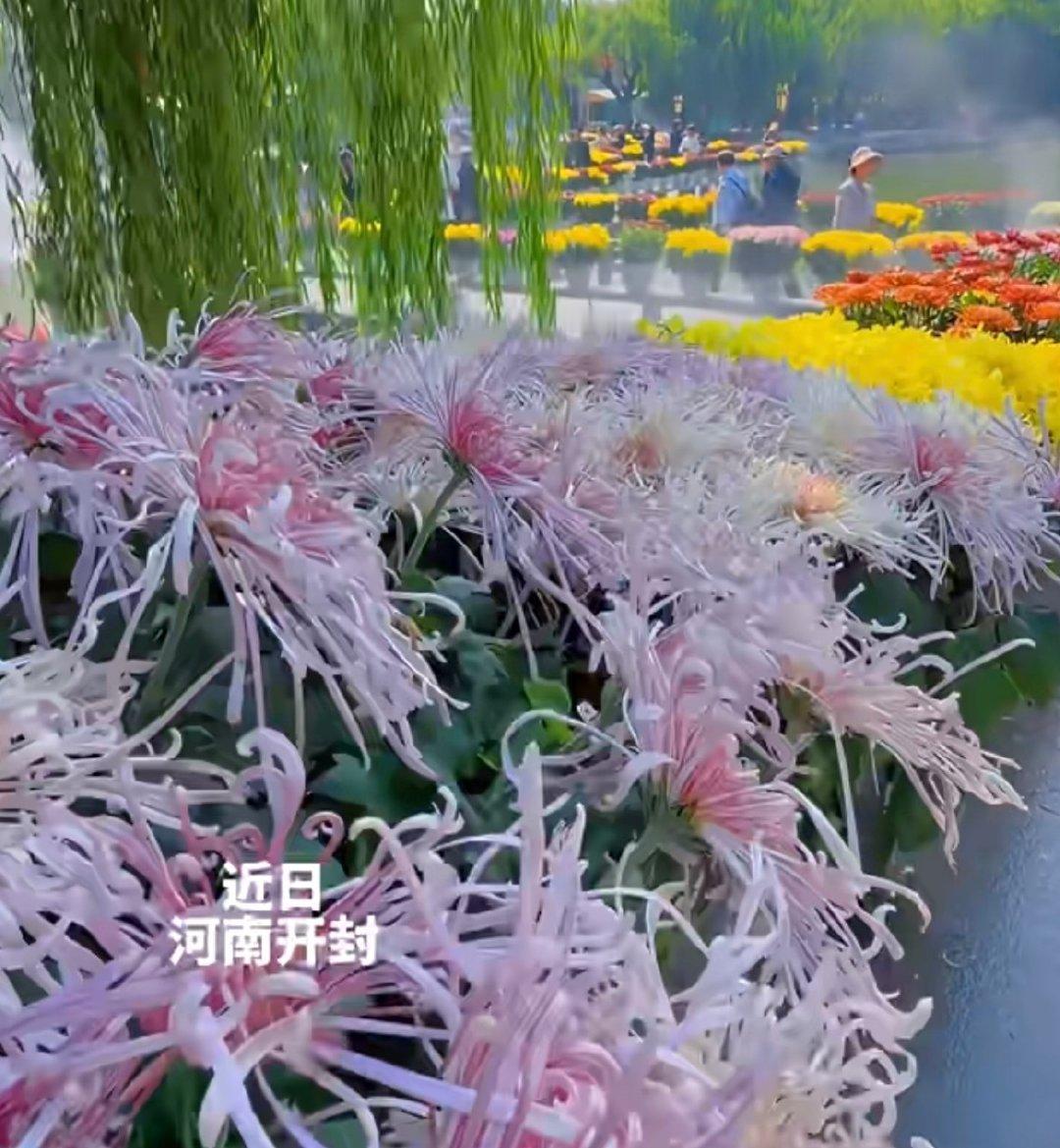 #开封水下菊花全网刷屏#
第一眼直接被惊艳到！谁能想到菊花直接泡在水里还能开这么艳，所以这到底是不是真花？泡水里不会烂吗，如果是真的那这不就是满满一池子菊花茶，喝一口直接火气全消了吧hhh ​