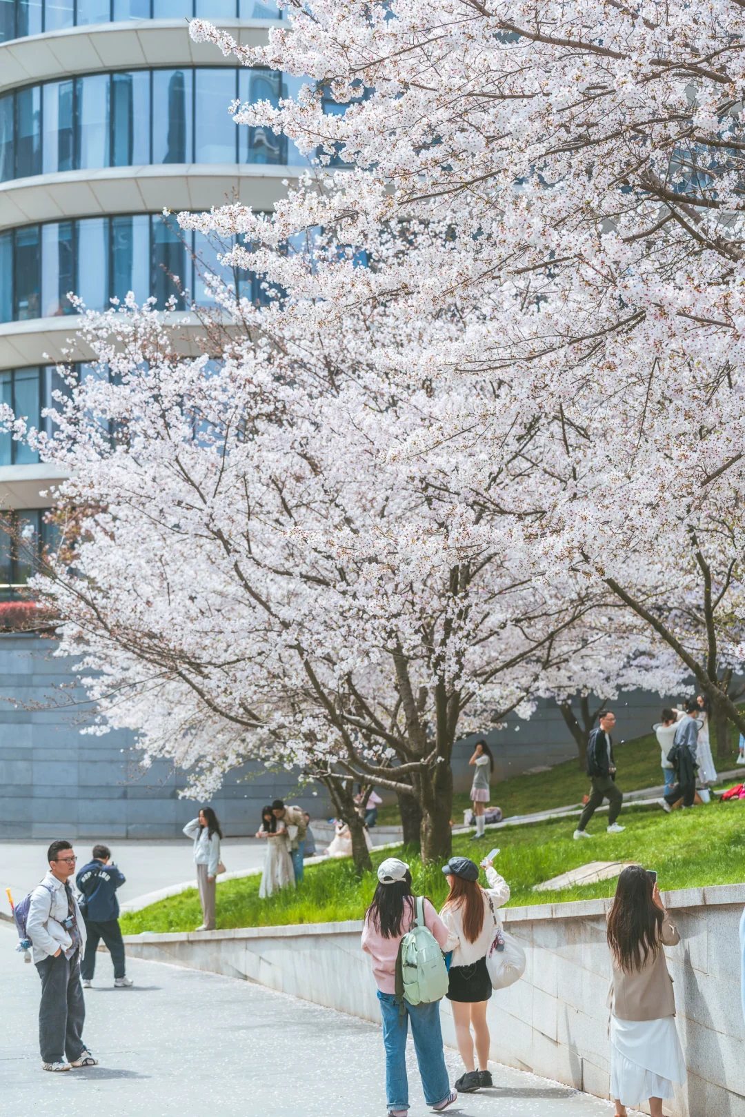 软件大道宝藏樱花林，绿草坪太配了！