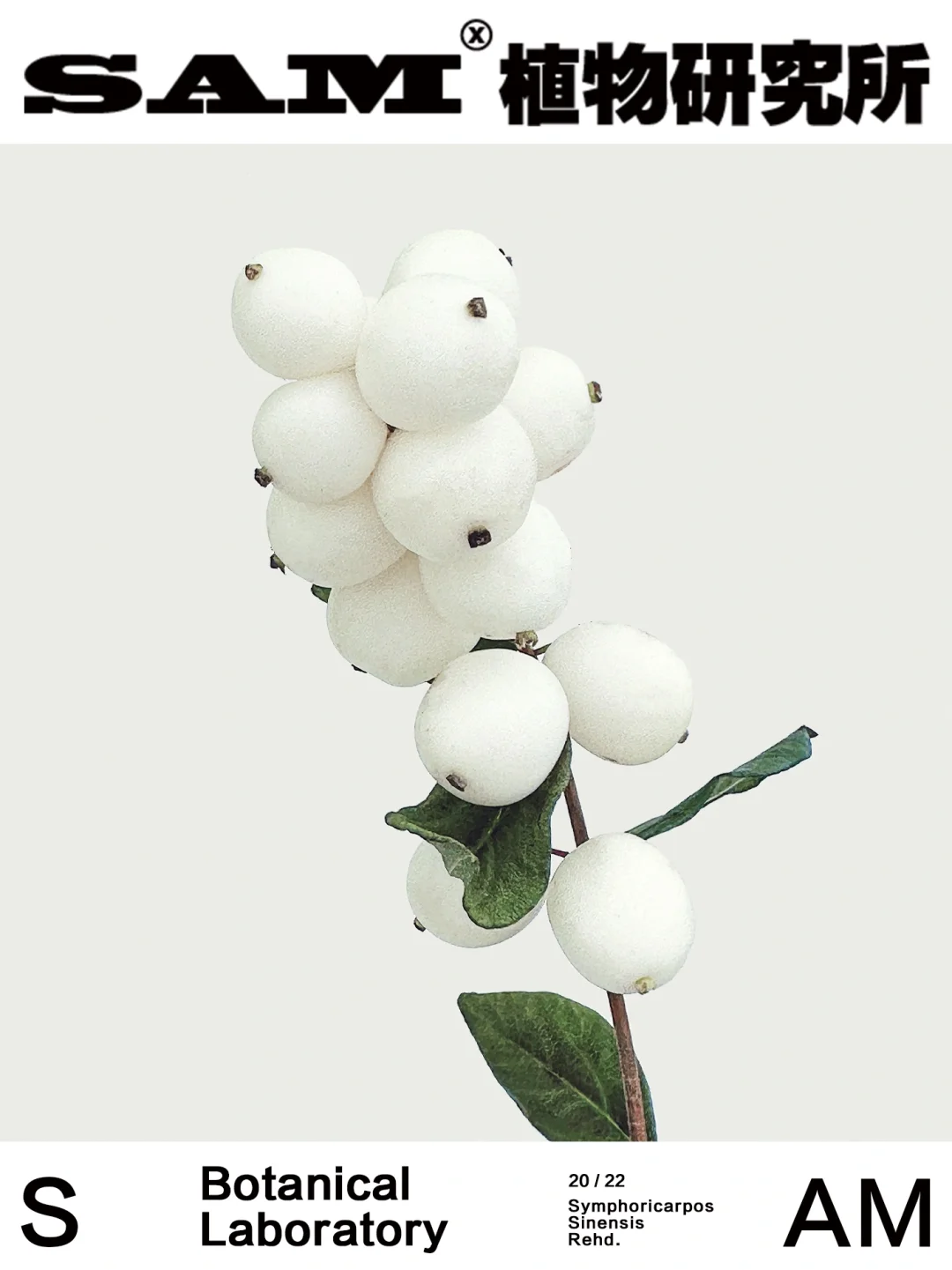 雪果｜Symphoricarpos Sinensis Rehd.