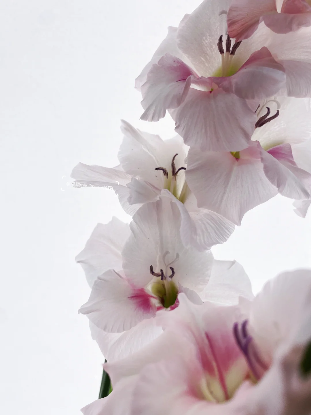 花材分享｜白粉色剑兰 🌸柔美又有力量