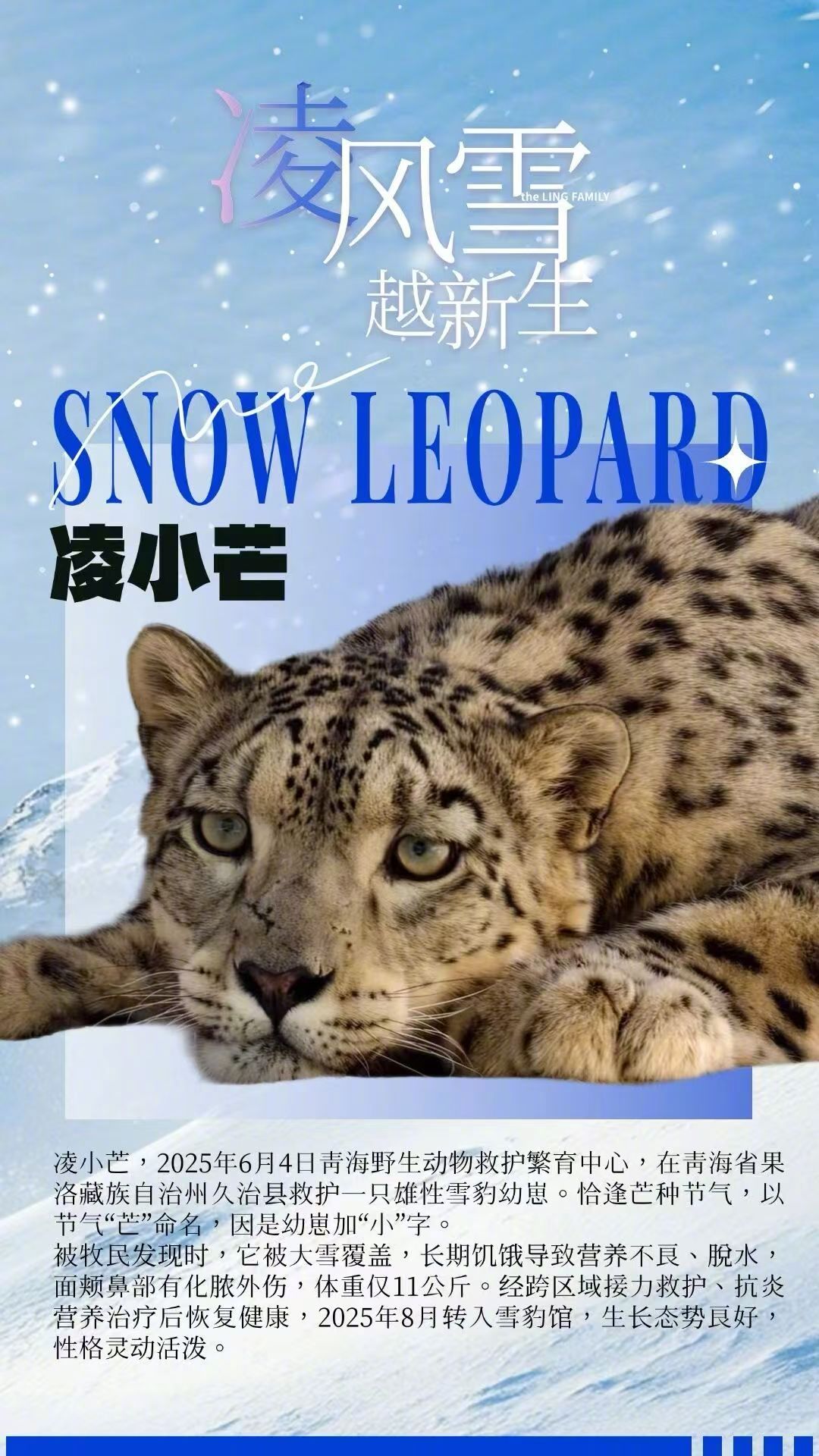【V速报 | #中国雪豹数量实现倍增#】 今天是#国际雪豹日#。2013年，首届全球雪豹保护论坛通过《比什凯克宣言》，将每年10月23日定为国际雪豹日，旨在保护珍稀且濒危的雪豹及其广阔的栖息地。

目前，我国雪豹种群数量已由2013年的约2500只增至现在的约5000只，实现倍增；栖息地总面积约208万平方公里， ​