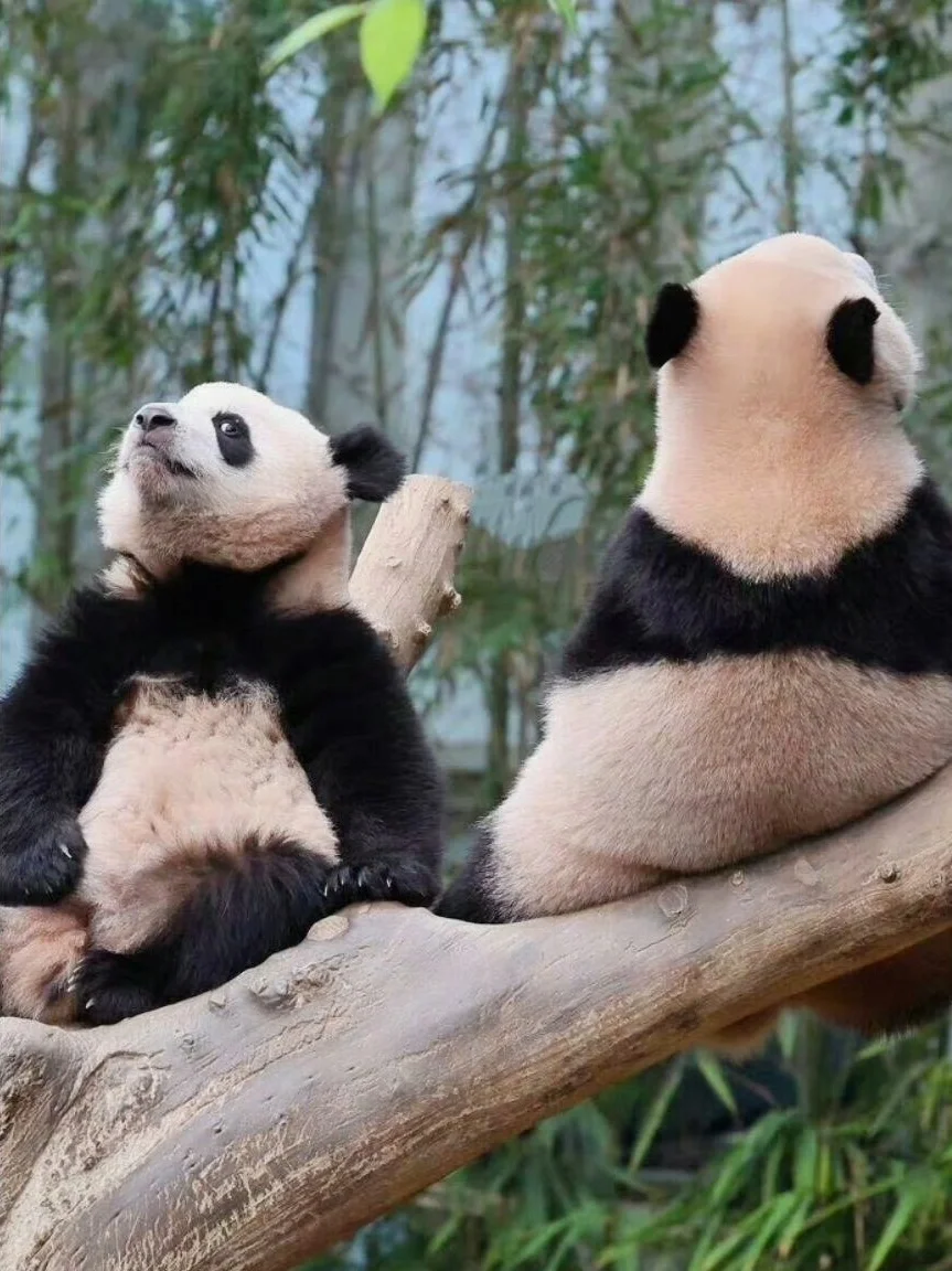 熊猫身体里真的没有人吗？全是心眼子