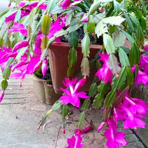 山间看风云静士