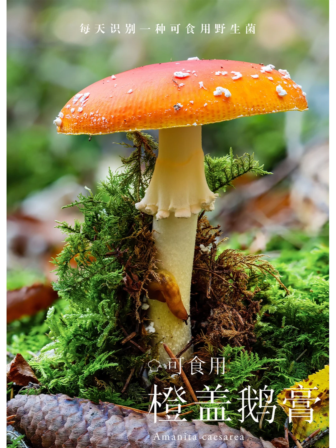 虽然是鹅膏菌，但却是很好吃的橙盖鹅膏
