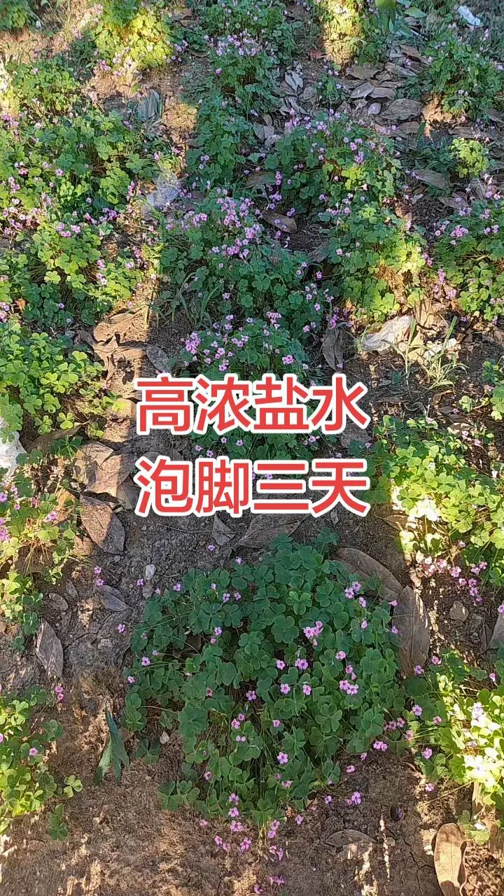 马刺还是太年轻了，关键失误&amp;绝杀不中，马刺主场再负尼克斯文班亚马错失绝杀 尼克斯105比104险胜马刺