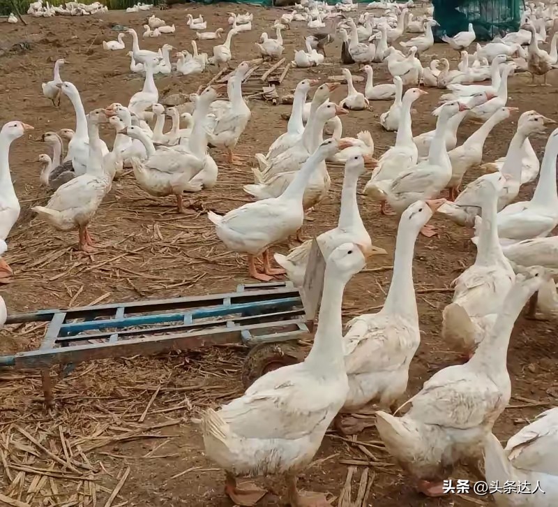 我婆婆养了310只鹅，吃了32000元的玉米和饲料，昨天全部卖了，猜猜亏了多少钱