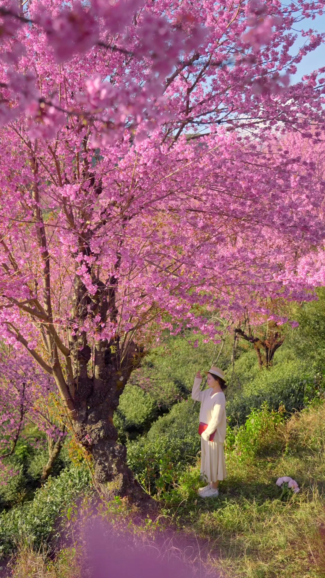 live图，12月15号大理的樱花🌸已经开爆了